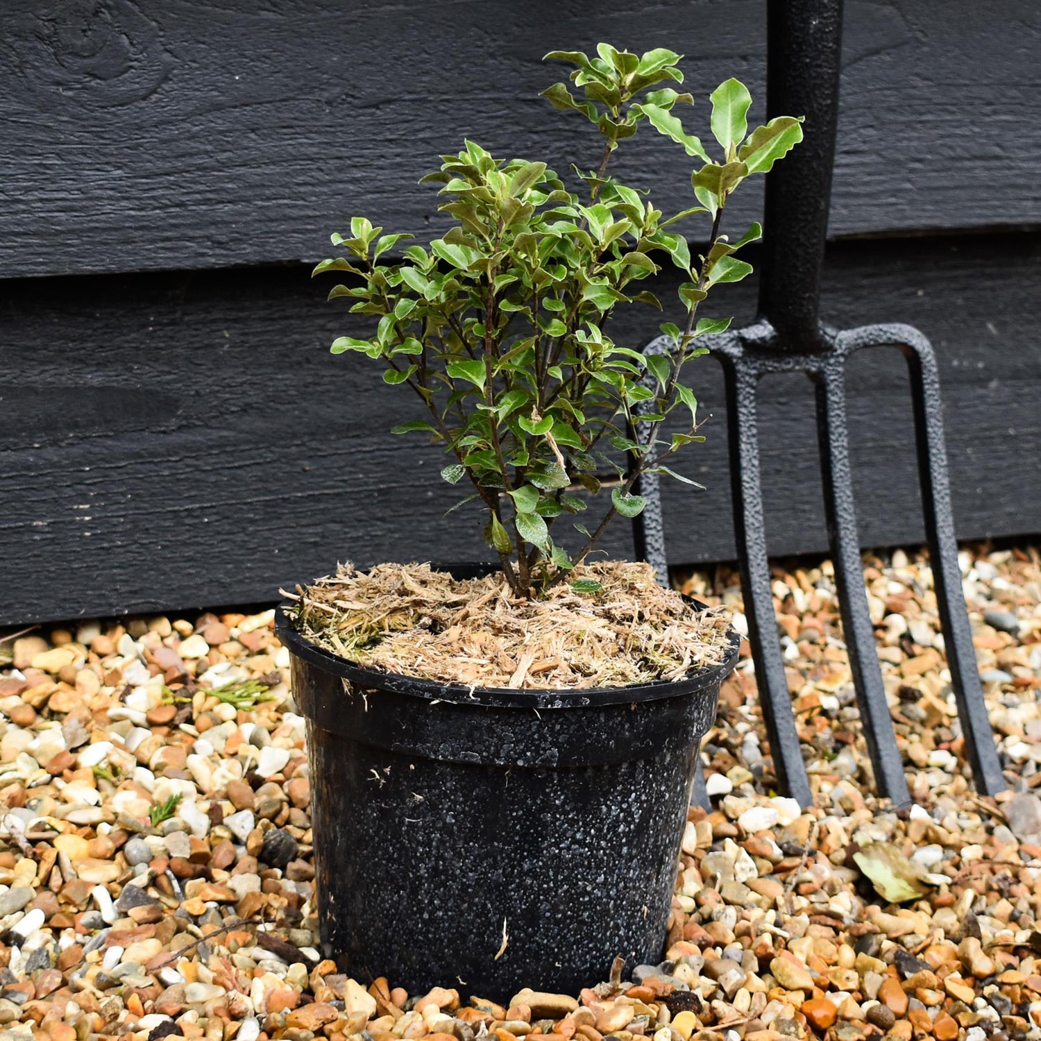 Pittosporum tenuifolium - Height 20-35cm -2lt