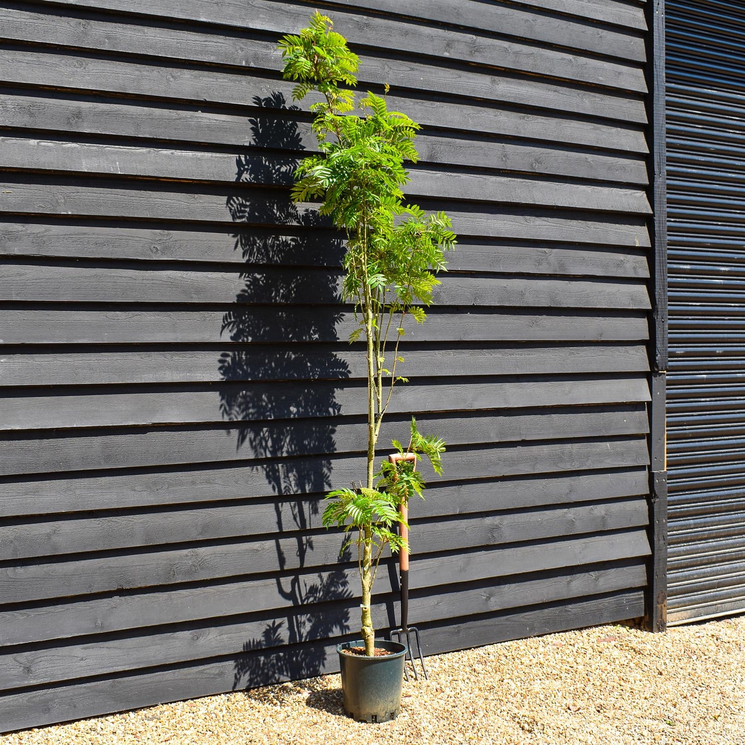 Sorbus aucuparia Autumn Spire | Mountain Ash ‘Autumn Spire’ - Height 170-200cm - 12lt