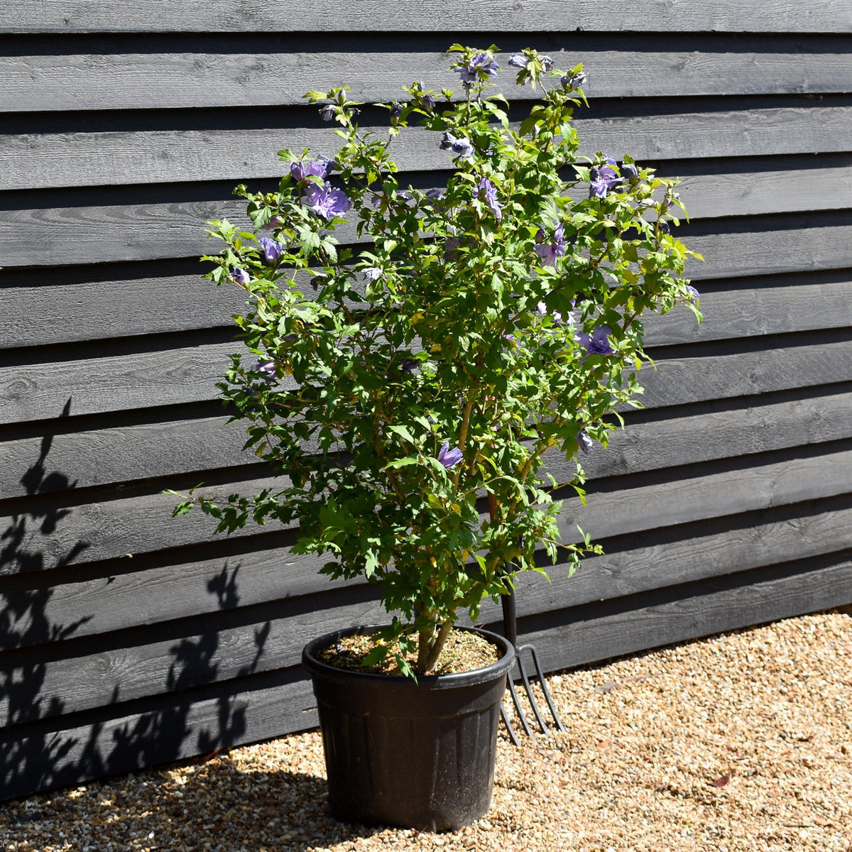 Hibiscus syriacus 'Chiffon Blue' - Shrub - Height 100-140cm - 35lt