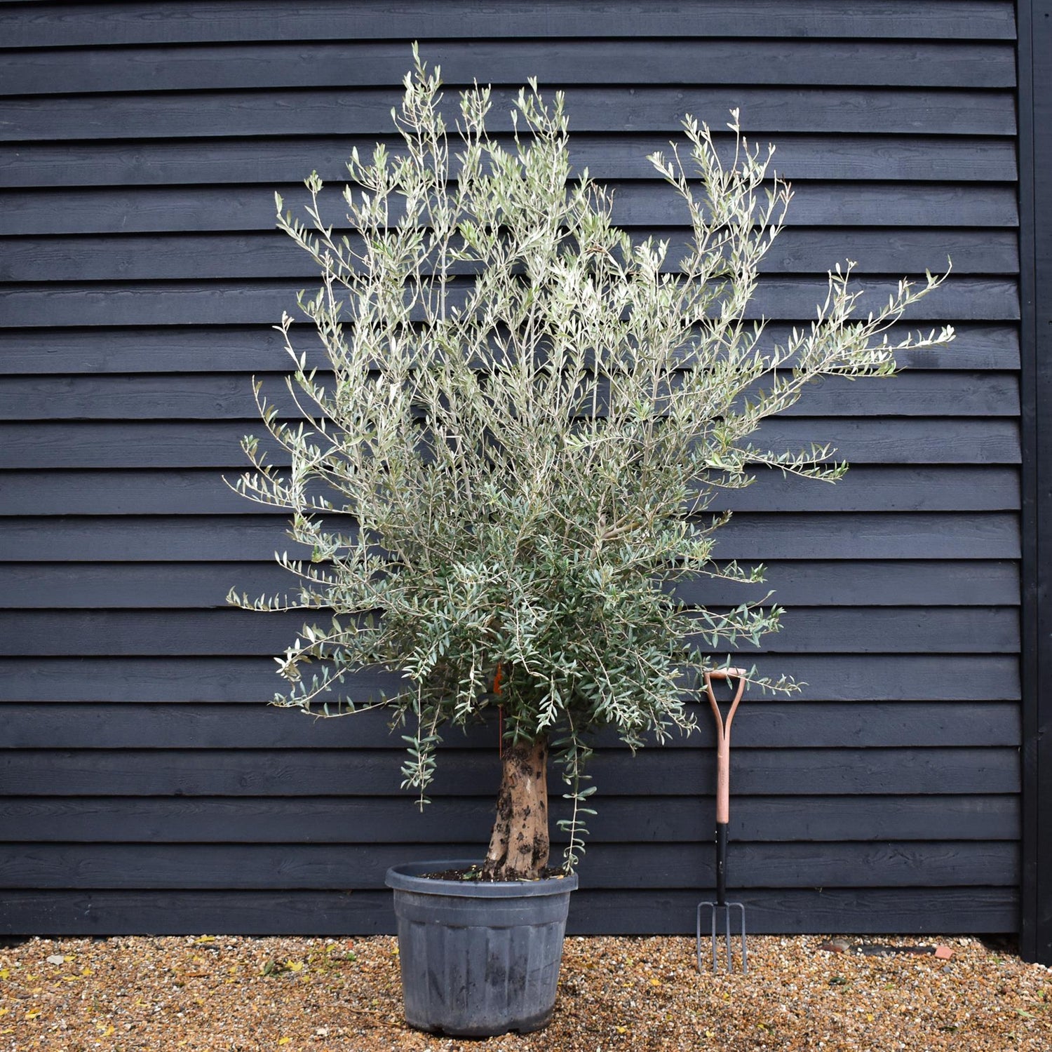 Olive Tree | Olea Europea Specimen 28A - Trunk Height 80cm - Height 220-240cm - 70lt