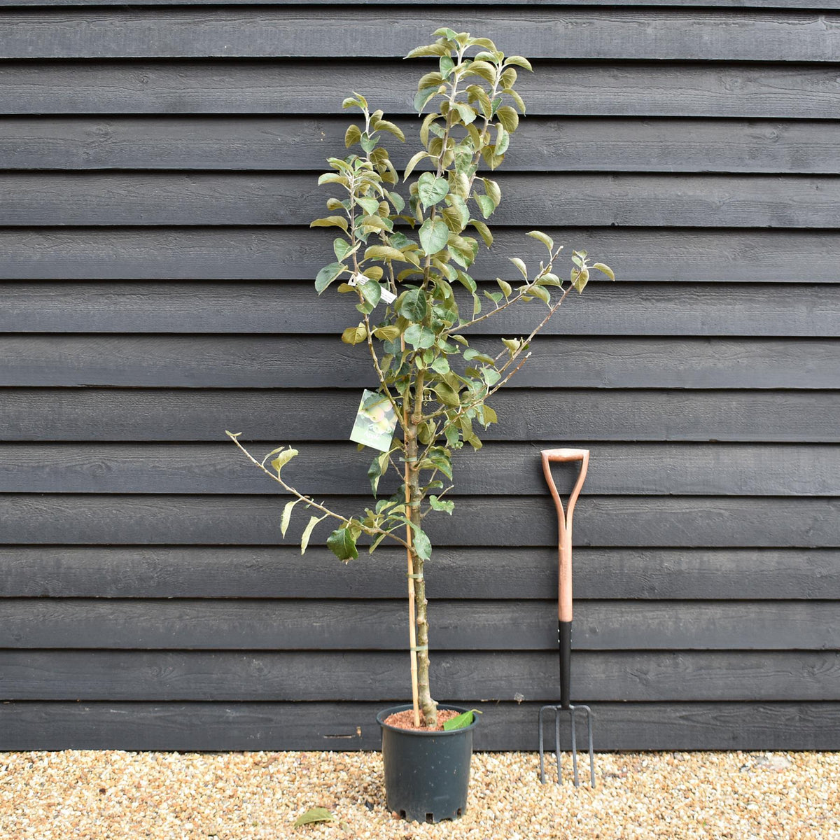 Apple tree 'Bramley's Seedling' | Malus domestica - M26 - Dwarfing - 150-160cm - 10lt