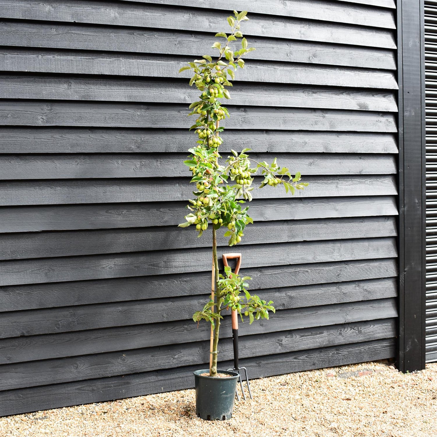 Malus Fruitilicious | Culinary Crab Apple Tree, Clear Stem - 180-200cm, 10lt