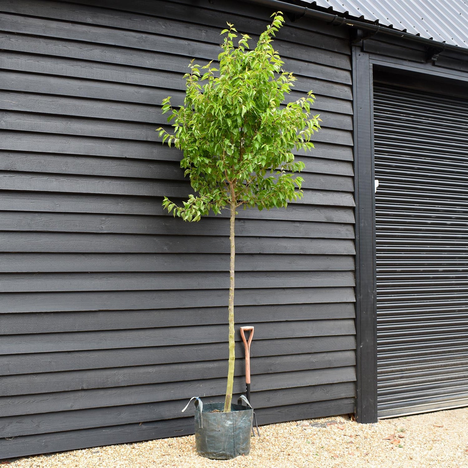 Prunus 'Umineko'| Japanese Flowering Cherry - Clear Stem 170cm - Girth 10-12cm - Height 300-320cm - 45lt