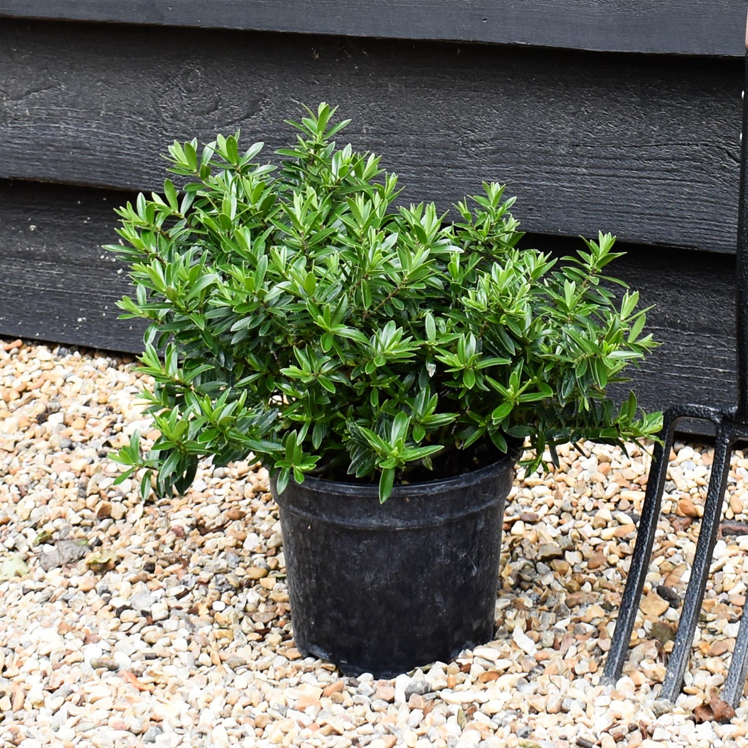 Hebe - Shrub - Height 20-30cm - 3lt