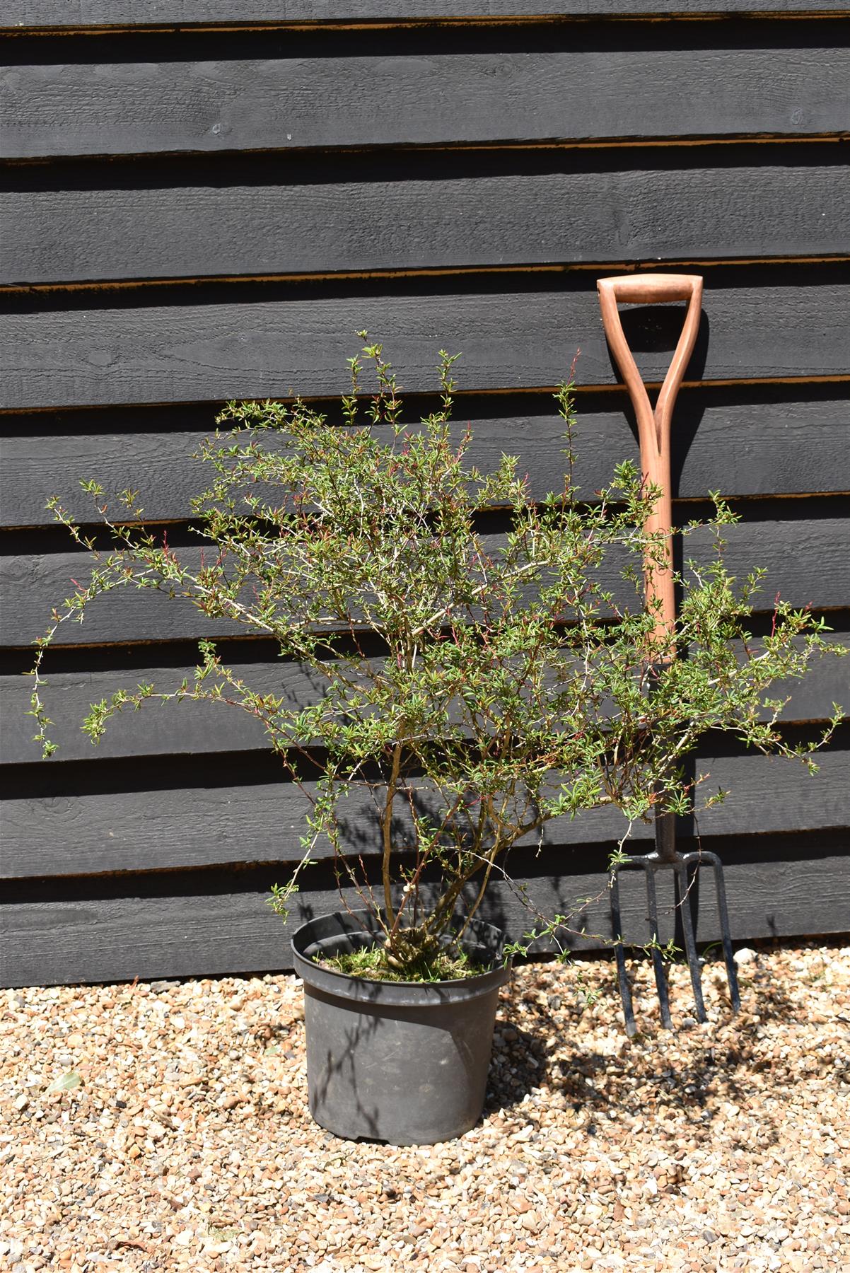 Berberis Claret Red - Shrub - Height 30-60cm - 10lt