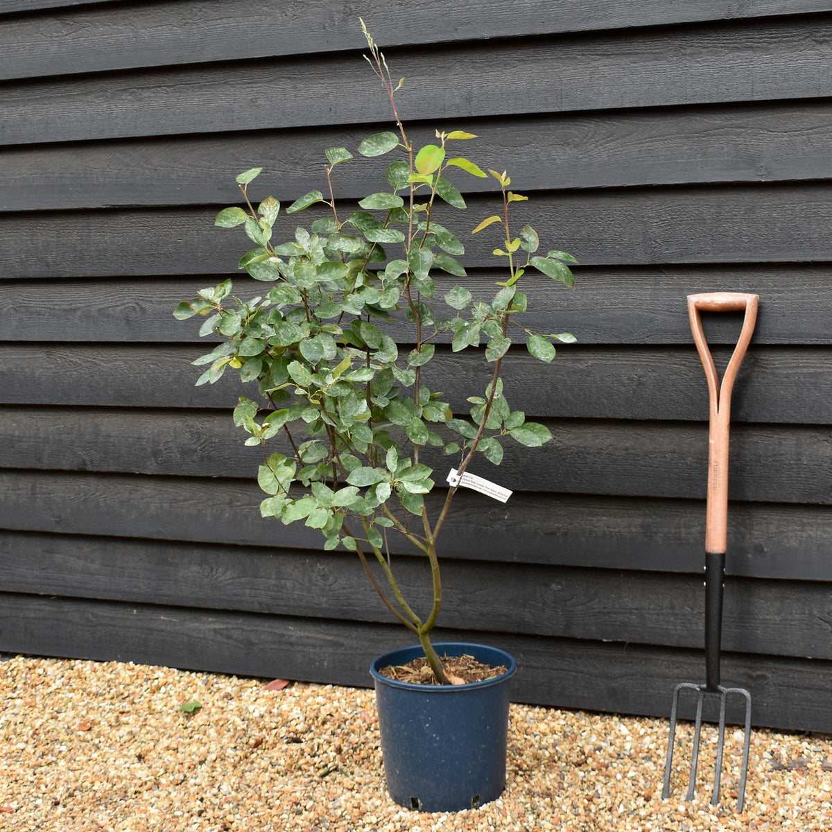Amelanchier lamarckii | Juneberry -  Shrub - Height 90-100cm - 12lt