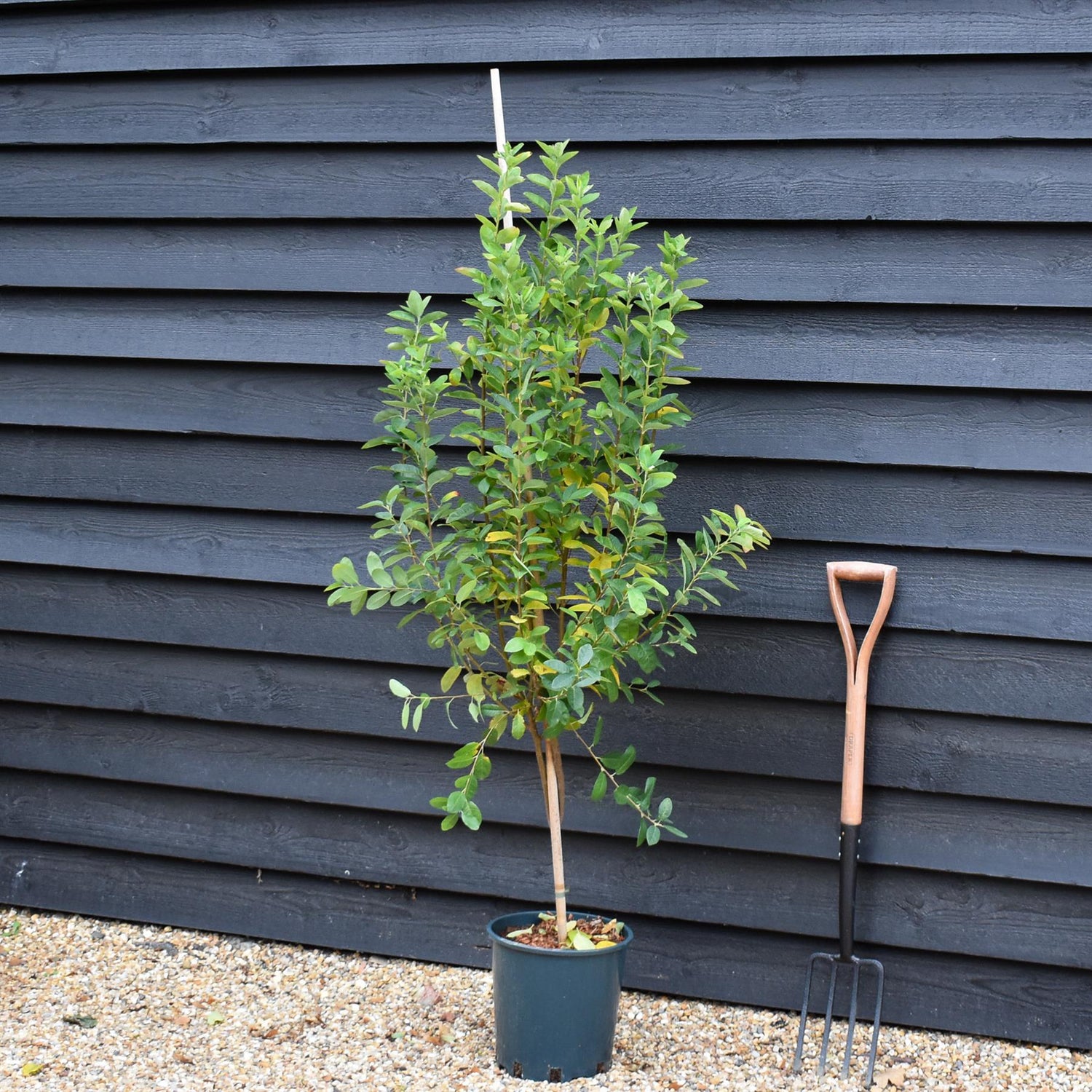Amelanchier canadensis ' October Flame' - Height 130-150cm - 12lt