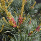 Pinus parviflora 'Negishi' | Japanese white pine - Height 60-70cm - Width 60cm - 18lt