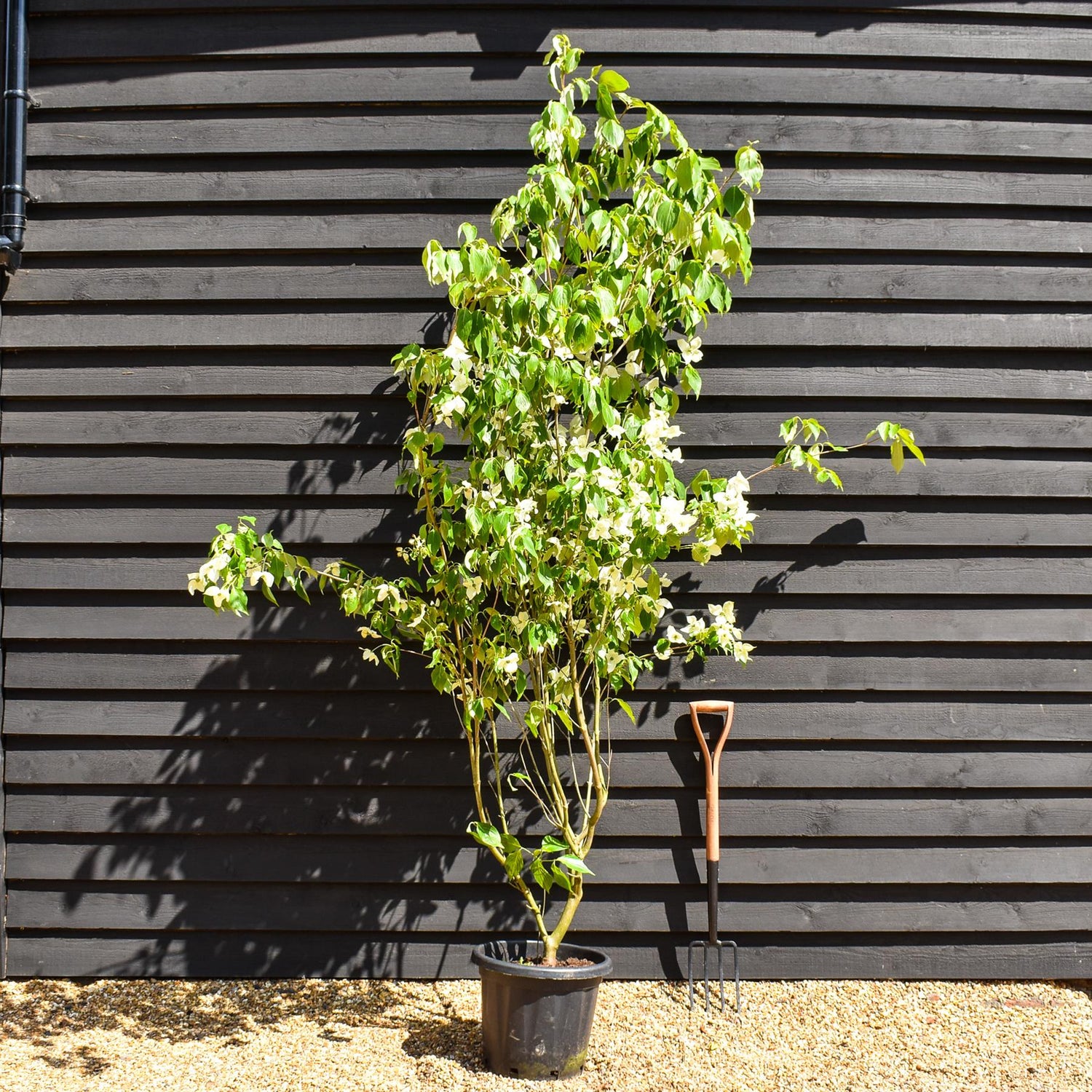 Cornus kousa 'China Girl' | Dogwood  - Bushy - Large Shrub - Height 220-240cm - 25lt