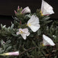 Convolvulus cneorum | Silver Bush - 10cm - 3lt