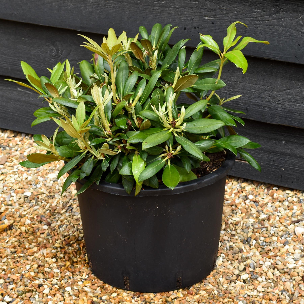 Rhododendron Yakushimanum  'Polaris' - Shrub - Height 20-30cm - 20lt