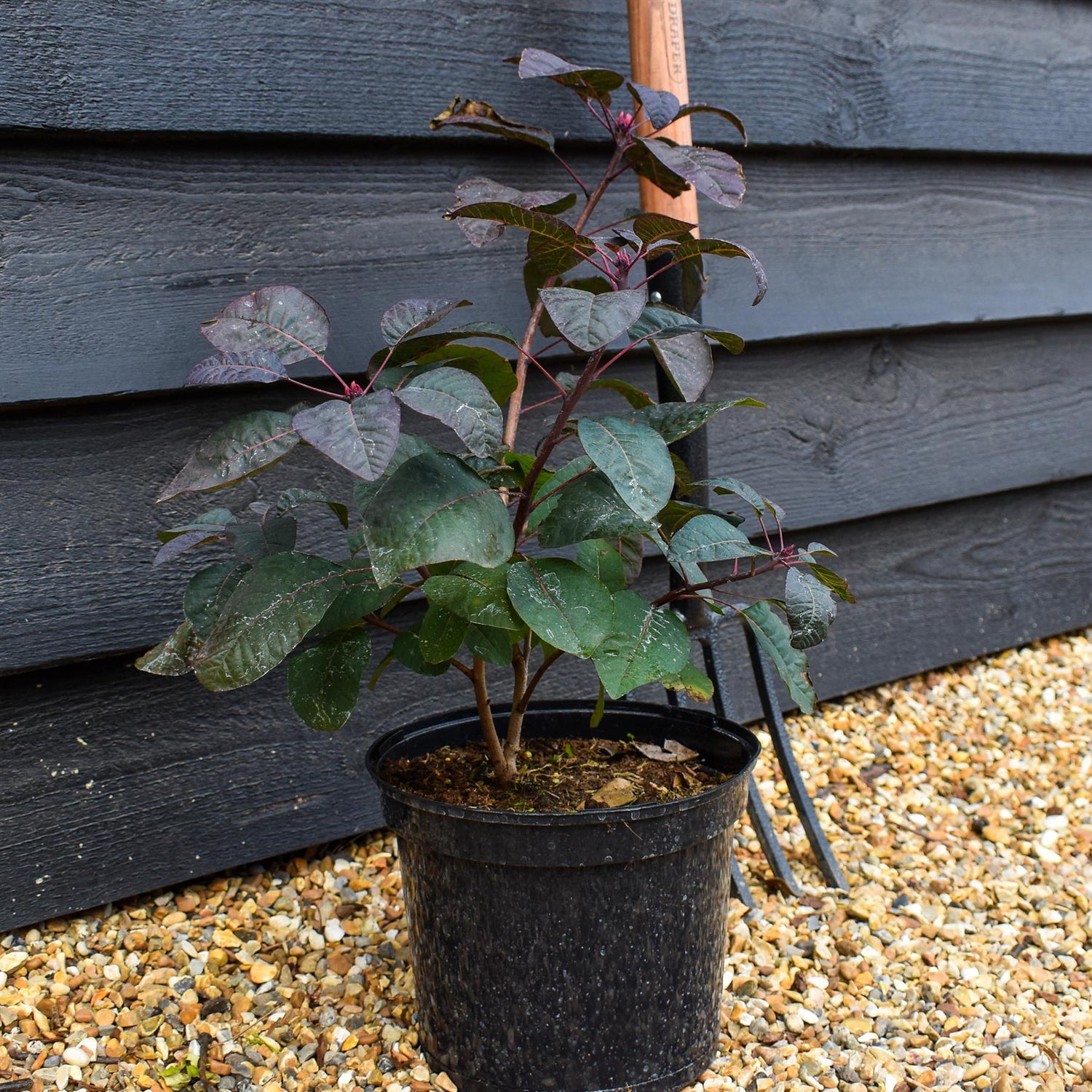 Cotinus coggygria ' Grace' - Height 40-70cm - Bushy - 5lt