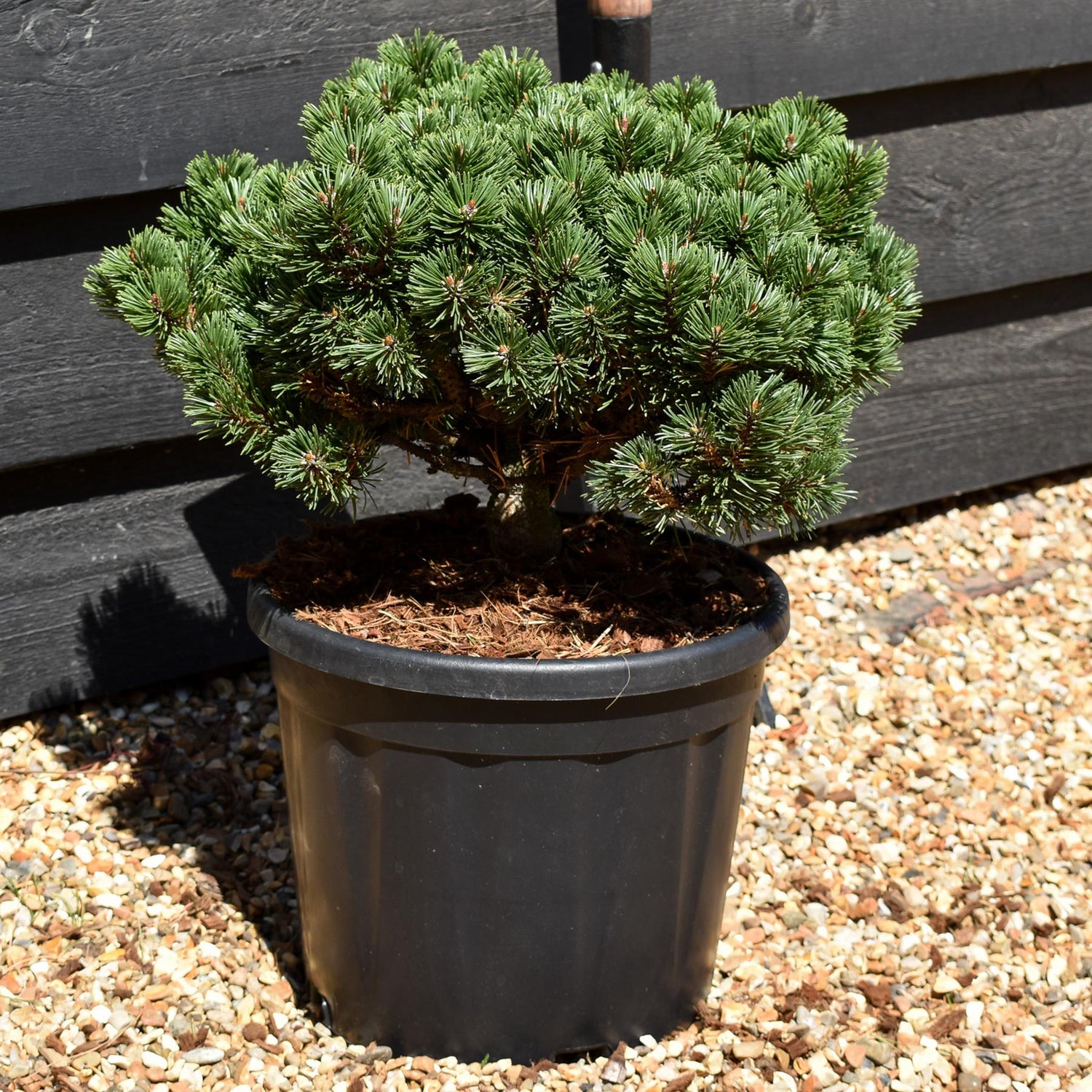 Pinus mugo 'Sherwood Compact' | Dwarf mountain pine - Height 20cm-30cm - Width 20cm-30cm - 10lt