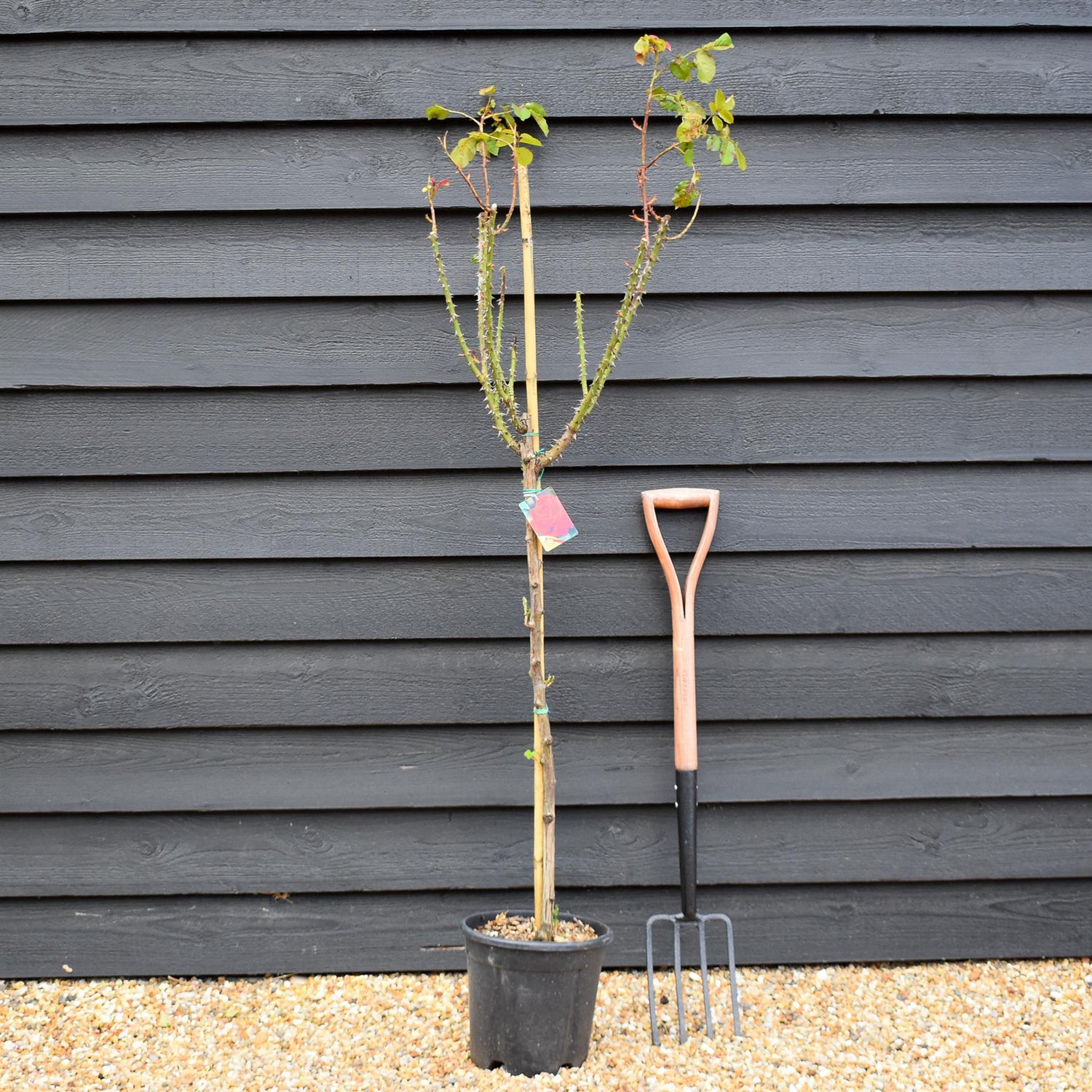Rose 'Vermiglio Intenso' - Clear Stem 80-90cm - Height 130-160cm - 18lt