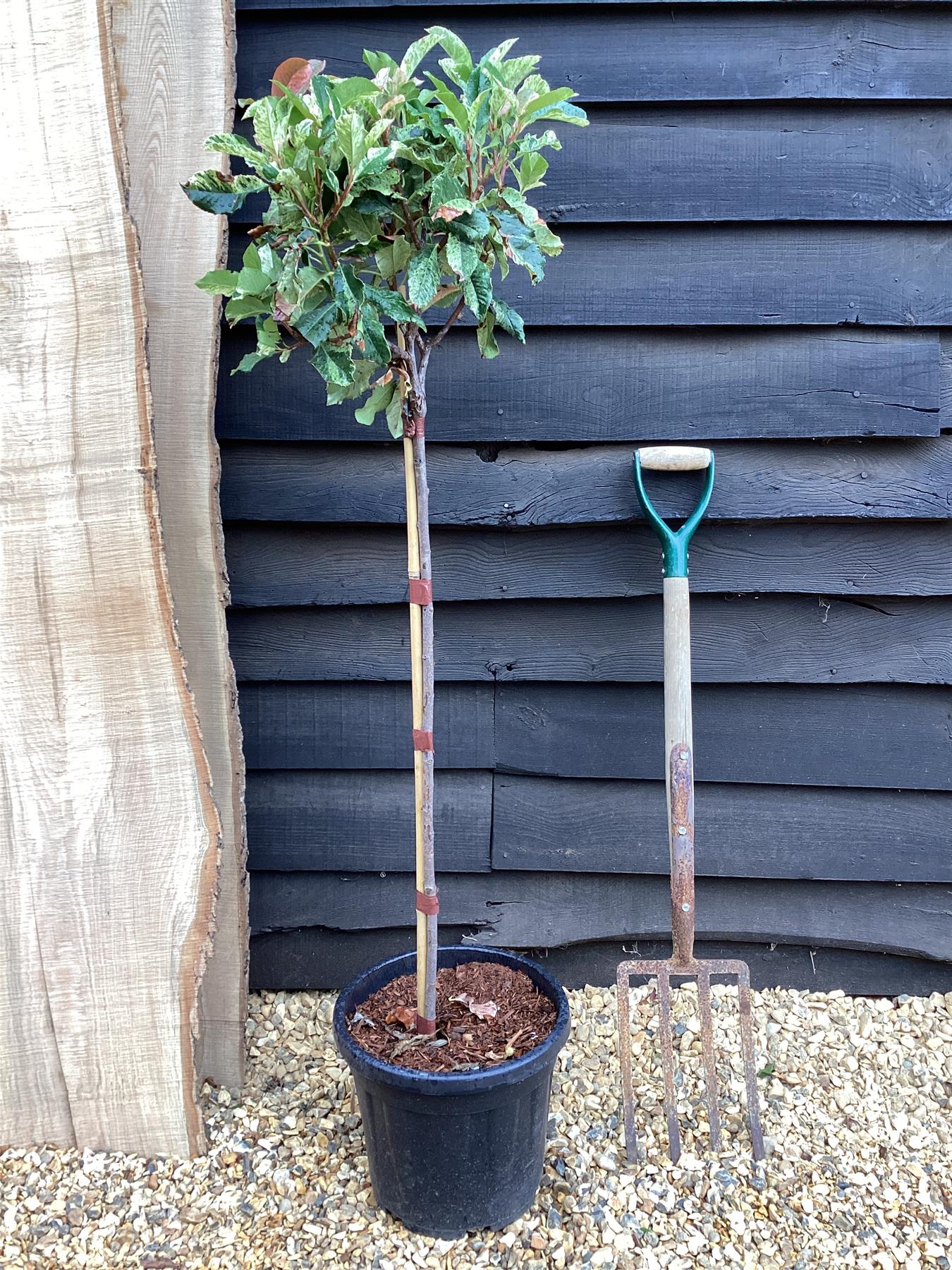Photinia serratifolia Pink Crispy | Chinese Hawthorn ‘Pink Crispy’ - 1/2 Std - 170-180cm, 15lt