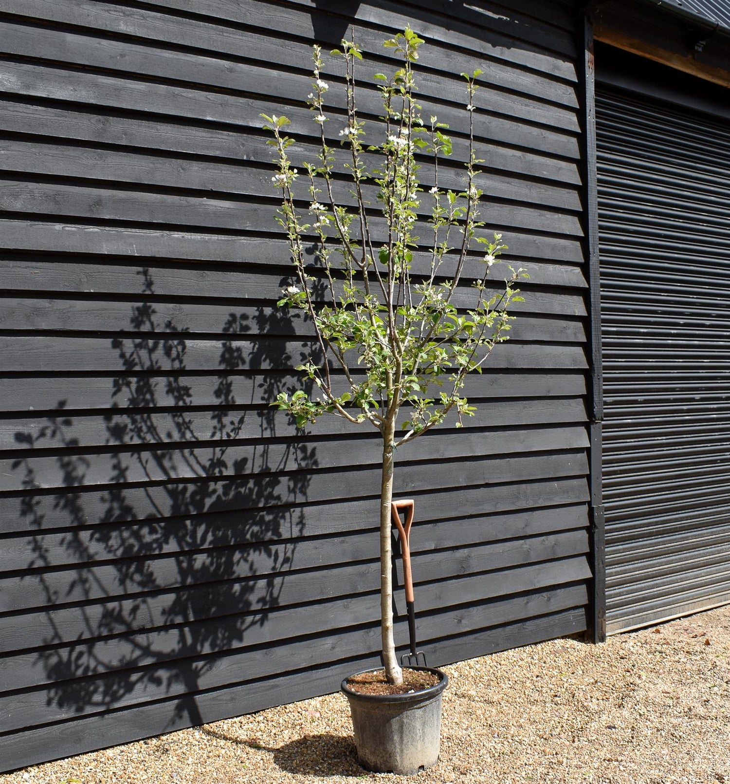 Apple tree 'Fuji' | Malus Domestica - Clear Stem 100cm - Height 200-250cm - Girth 12-14cm - 20lt