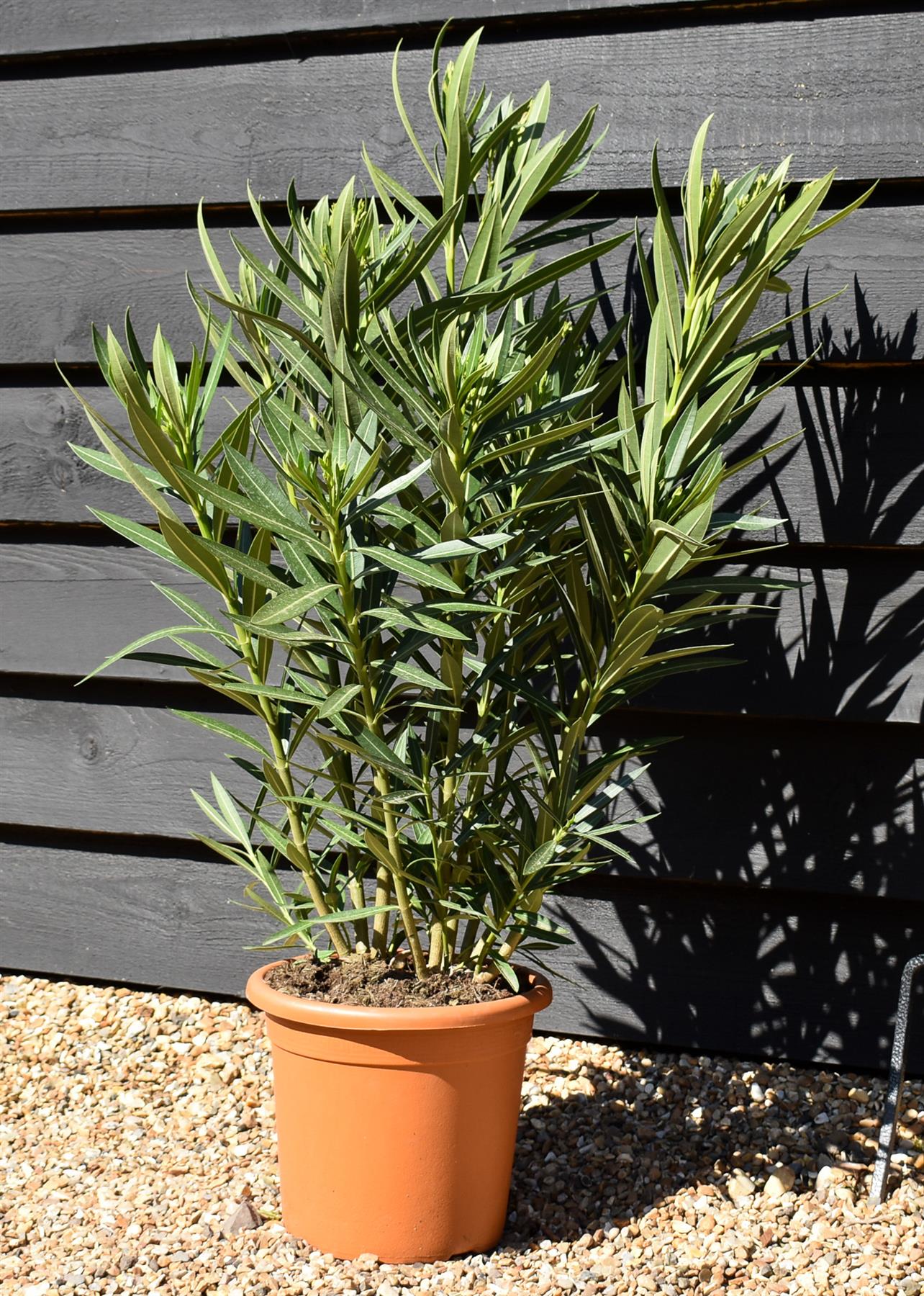 Nerium oleander - White - 80cm - 7lt