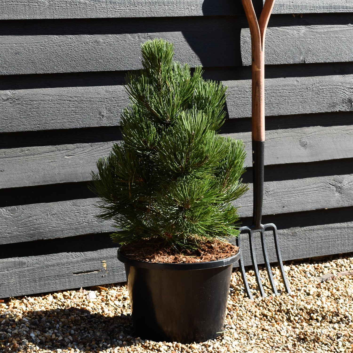 Pinus leucodermis 'Malinki' - Height - 60-70cm - 11lt