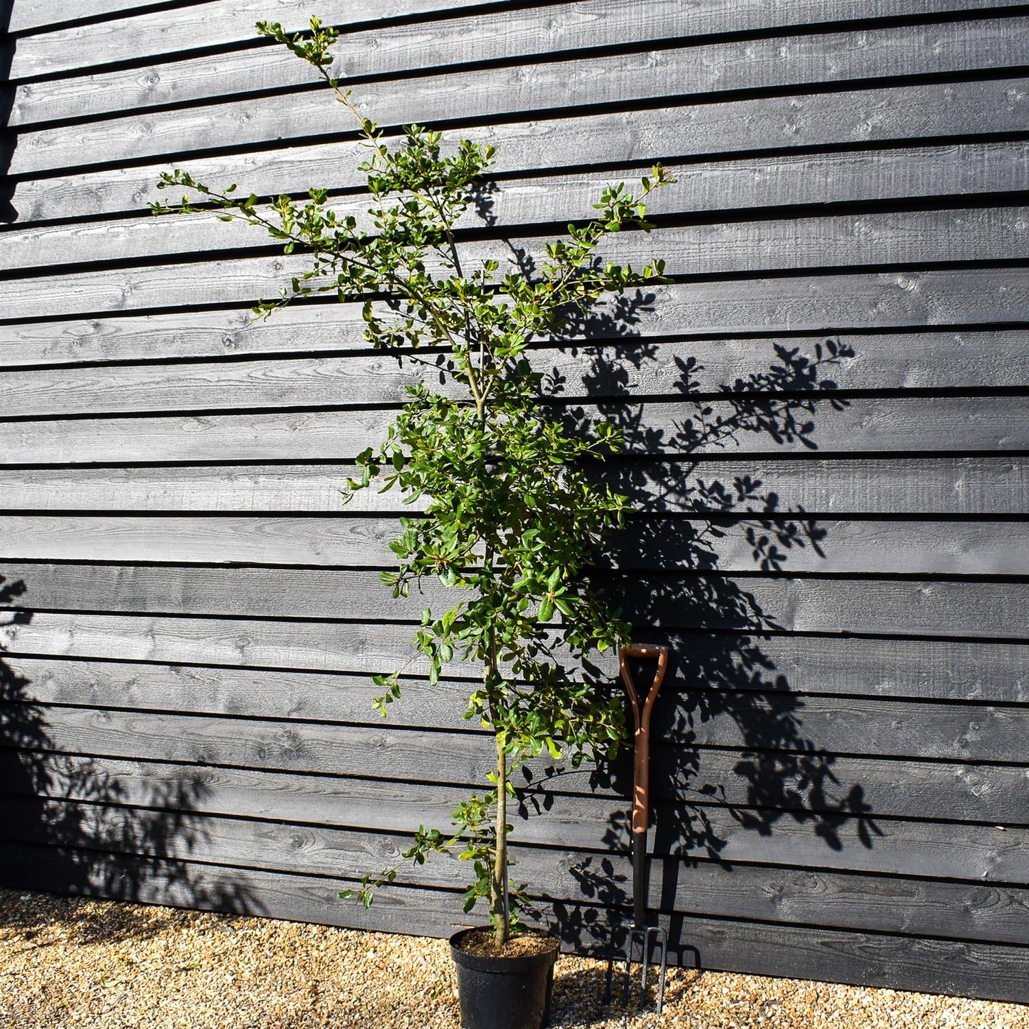 Black Ridge Oak | Quercus phillyreoides - Height 160-180cm - Pot Grown - 10lt