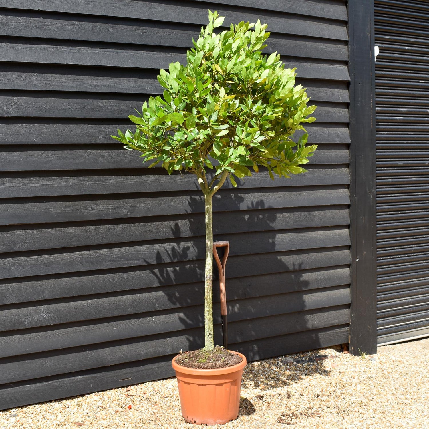 Laurus nobilis | Bay laurel - Clear Stem - 200-220cm - 45lt