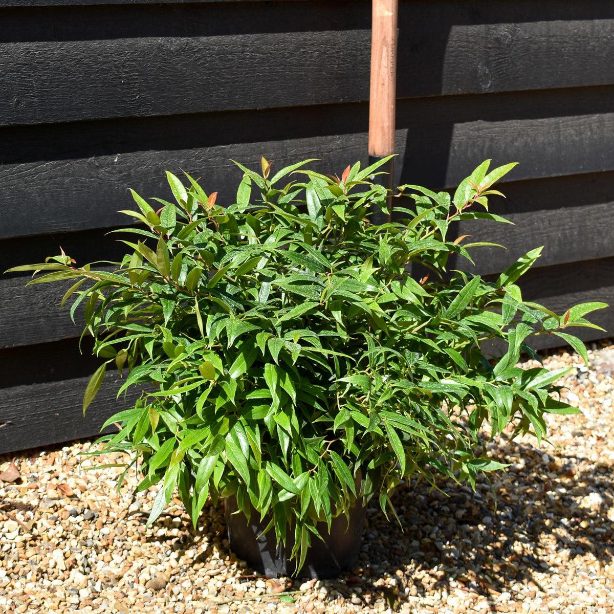 Leucothoe Keiskei 'Burning Love'| Keiskei Dog Hobble - Height 25-35cm - 5lt