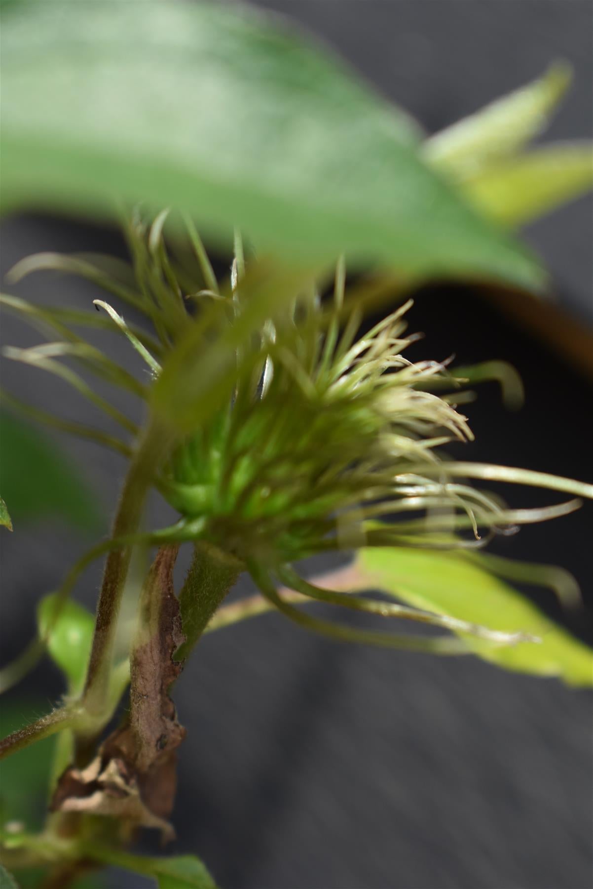 Clematis Olympia - 30-40cm, 2lt