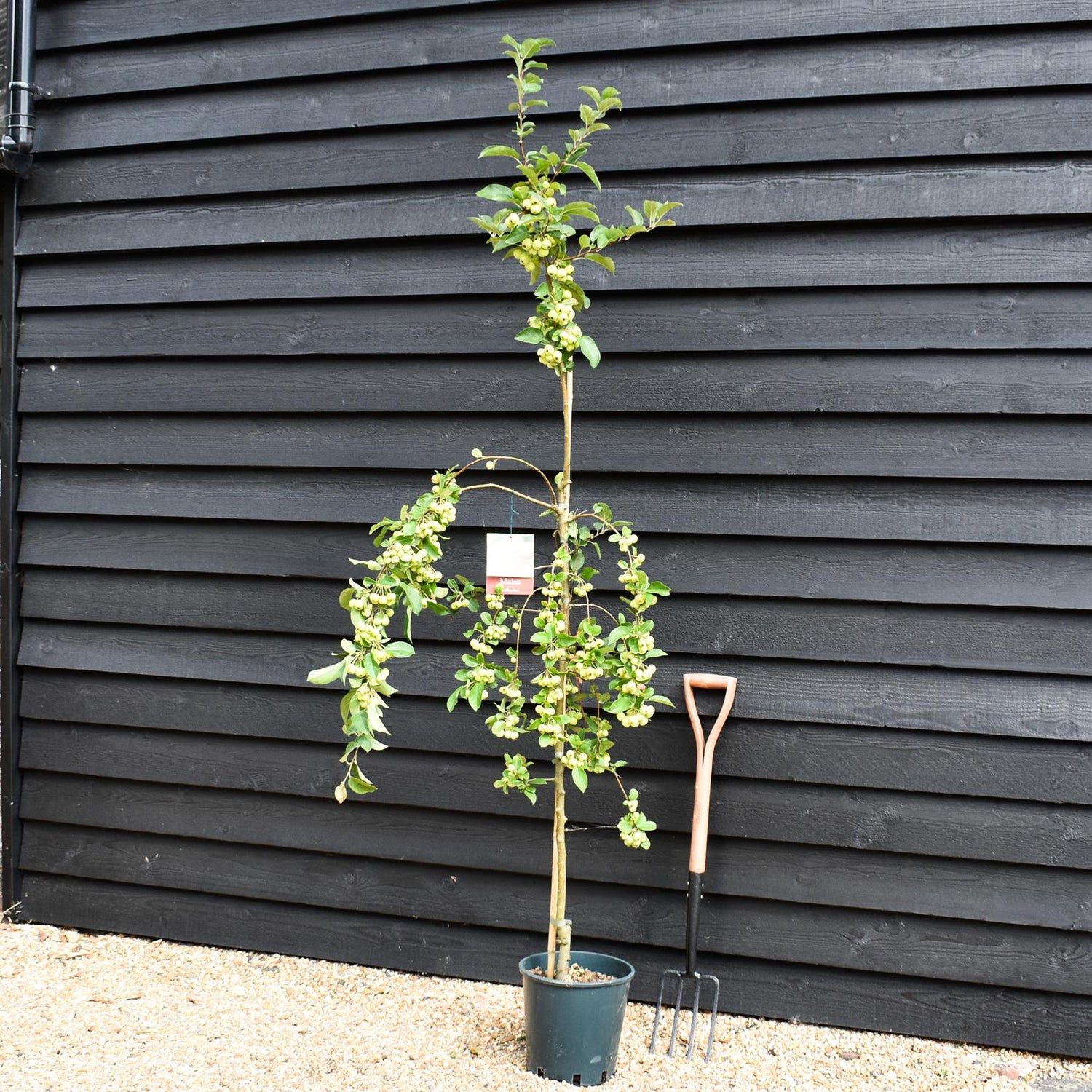 Malus Red Sentinel | Crab apple 'Red Sentinel' - 170-190cm, 10lt
