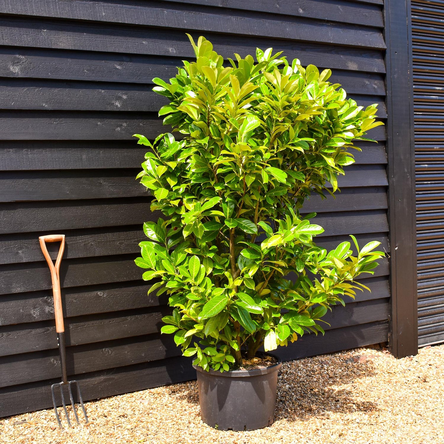Cherry Laurel | Prunus Rotundifolia - Height 200-220cm - 30lt