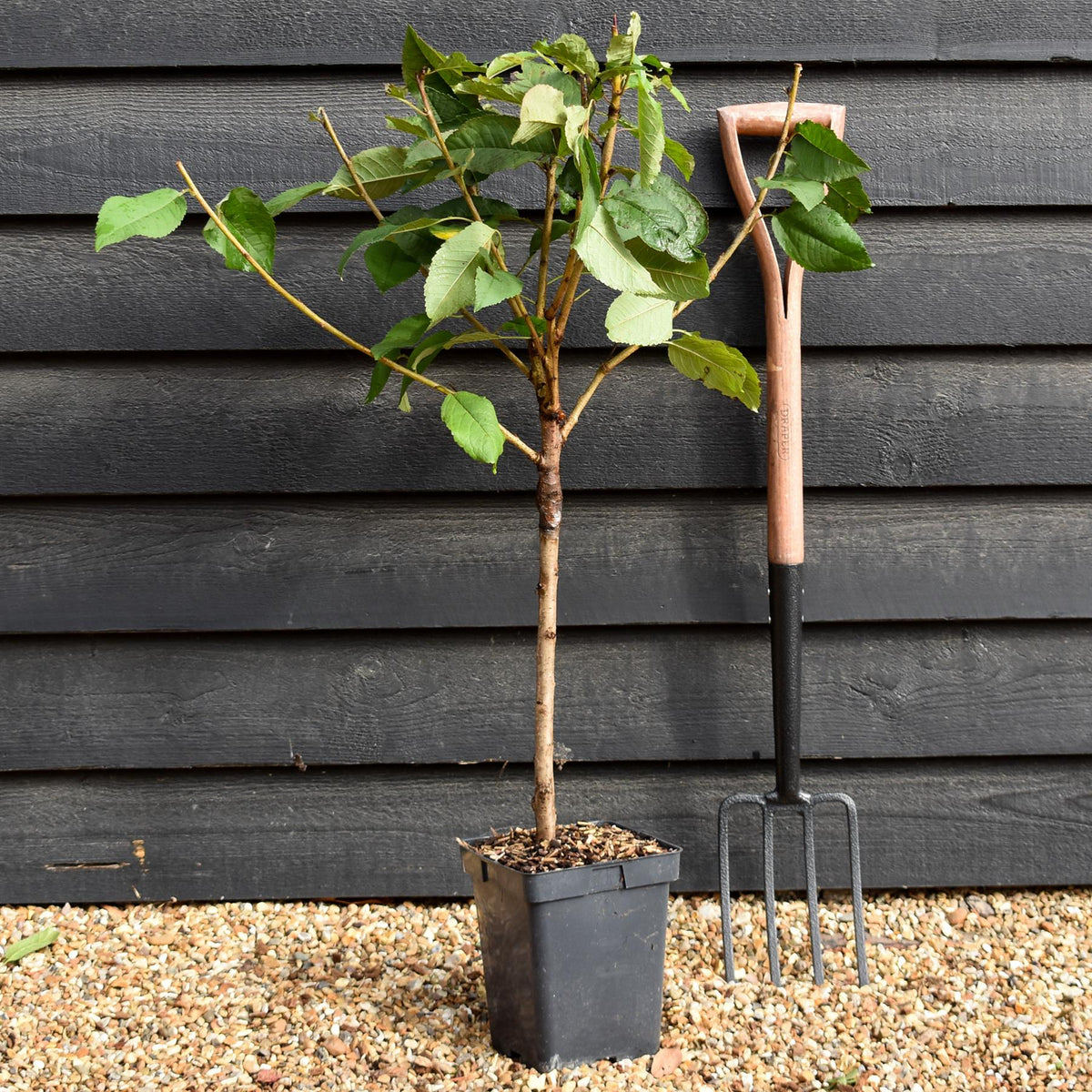 Prunus avium 'Regina' | Sweet Cherry 'Regina'  - Patio Rootstock - Height 80-100cm, 7lt