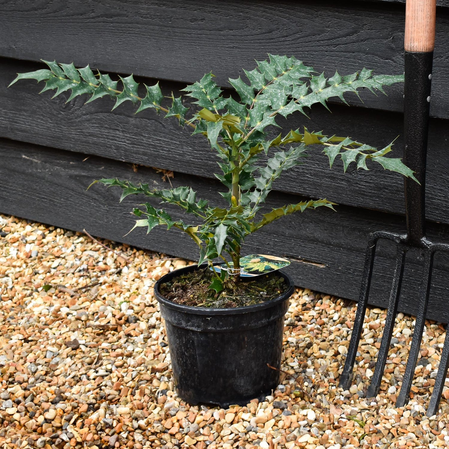 Mahonia media Charity | Oregon grape 'Charity' - Height 35-40cm - 3lt