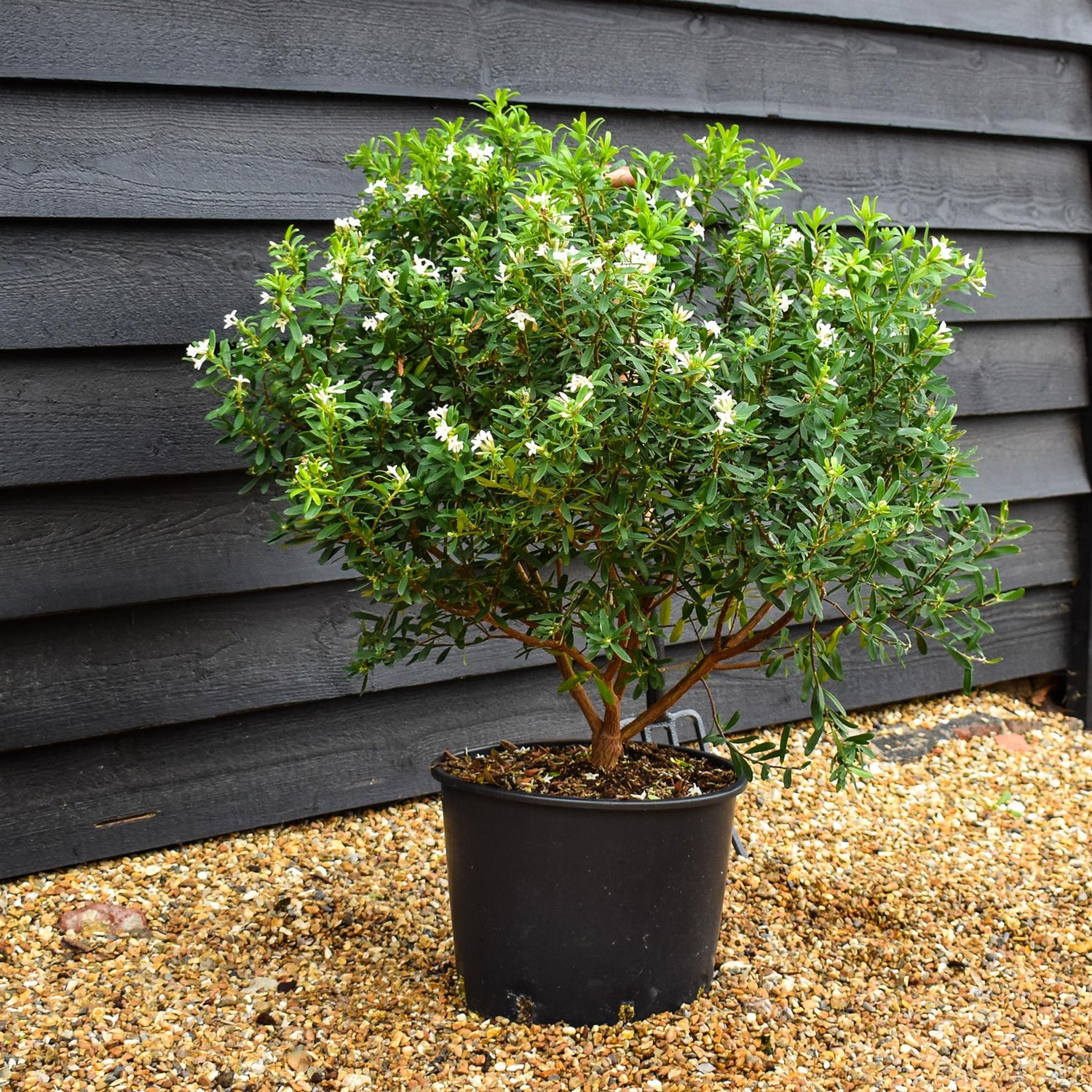 Daphne transatlantica Eternal Fragrance - Established - Height 40cm - Width 40-50cm - 20lt