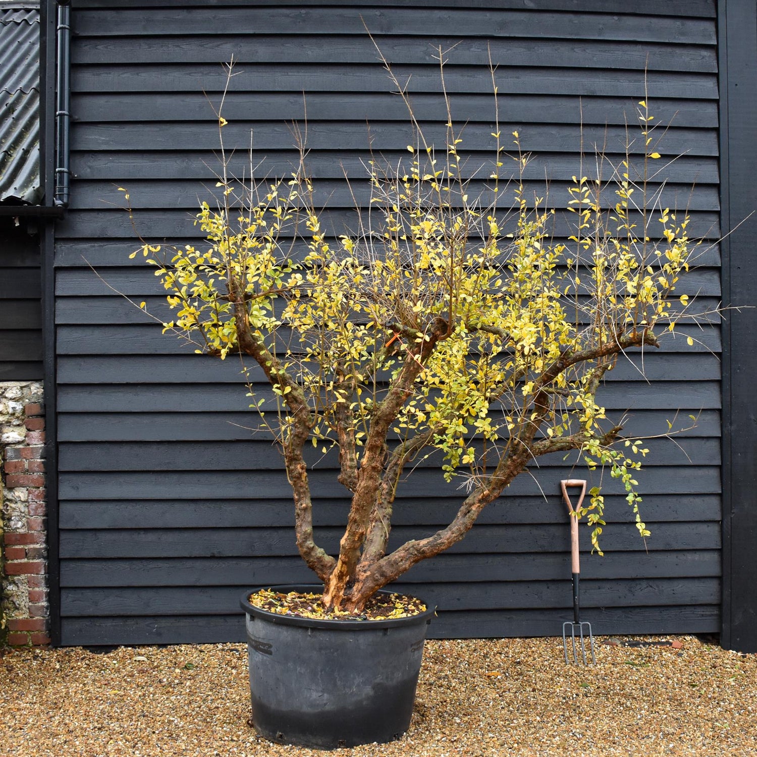 Pomegranate | Punica granatum - Mature Specimen 9A - 4 Branches - Height 220-240cm - 230lt