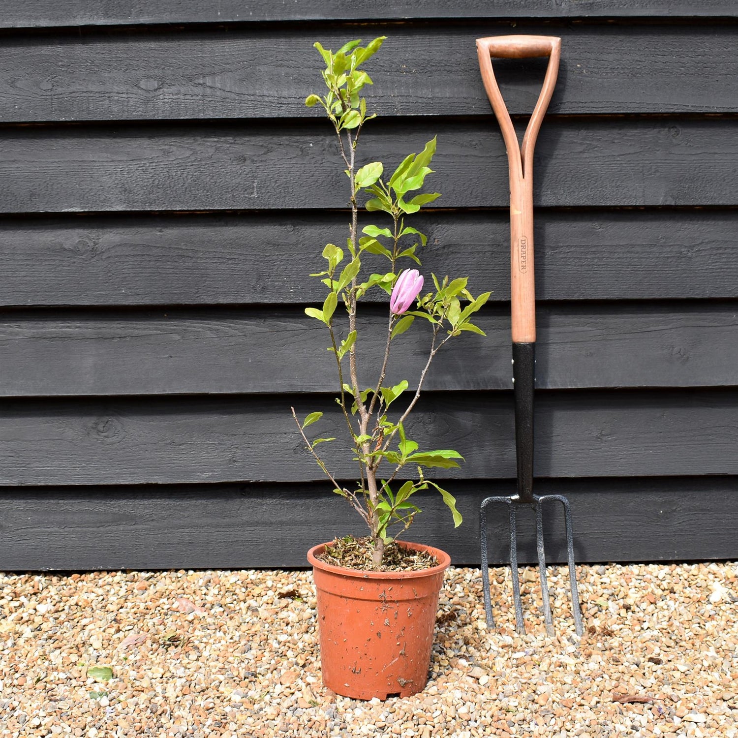 Magnolia Susan - Bush - Height 90-100cm - 5lt