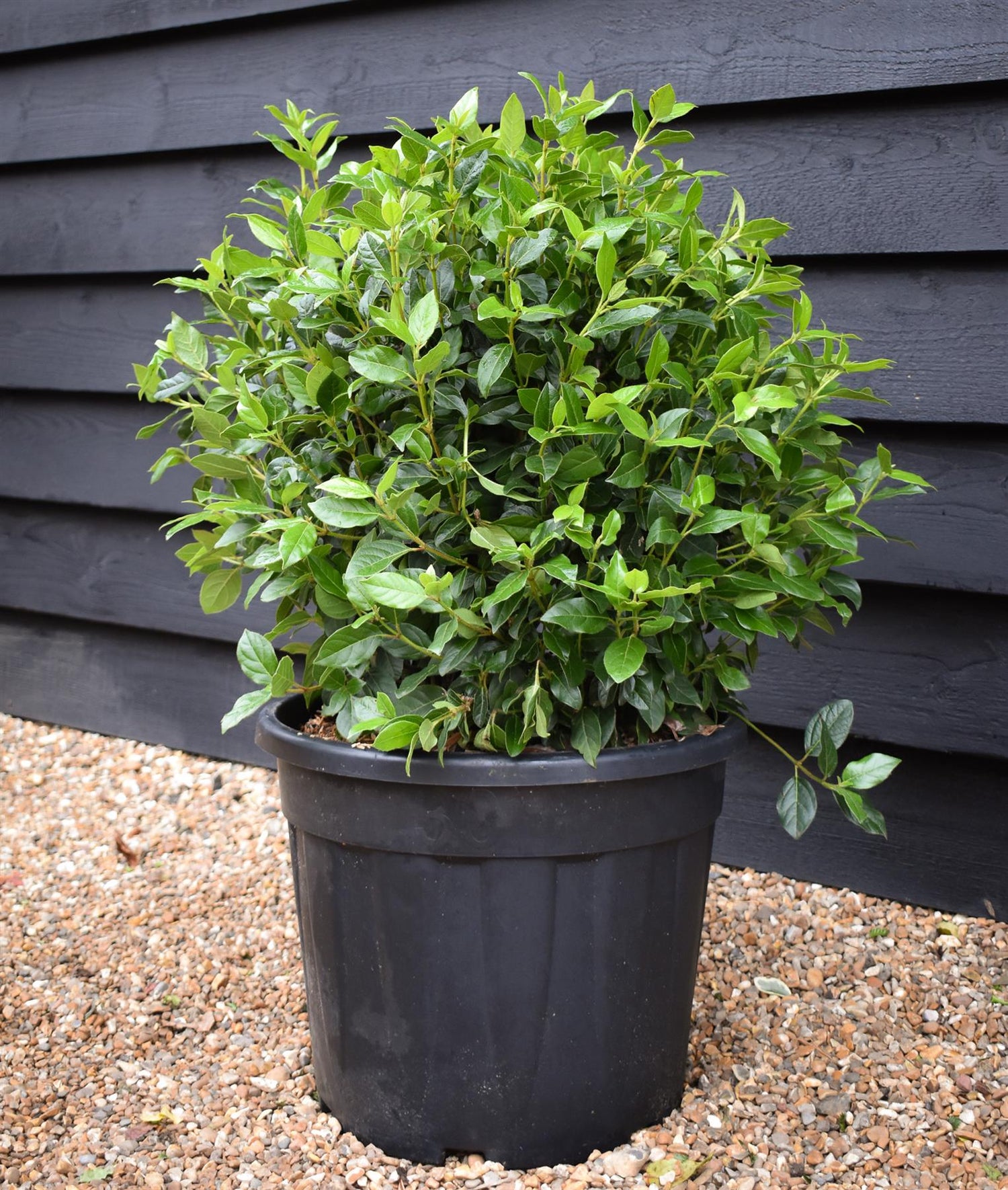Viburnum tinus Eve Price - Ball - Wdith 50cm - Height 60-70cm - 30lt