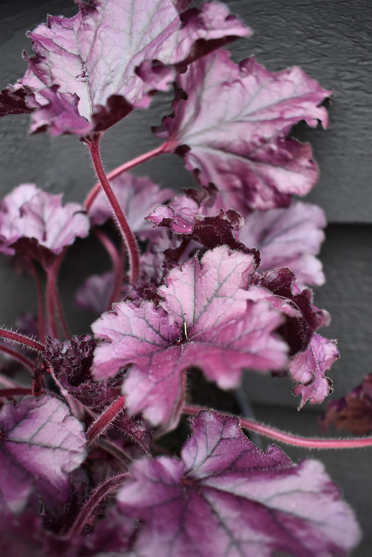 Heuchera Forever | Forever Purple - 20-30cm, 3lt