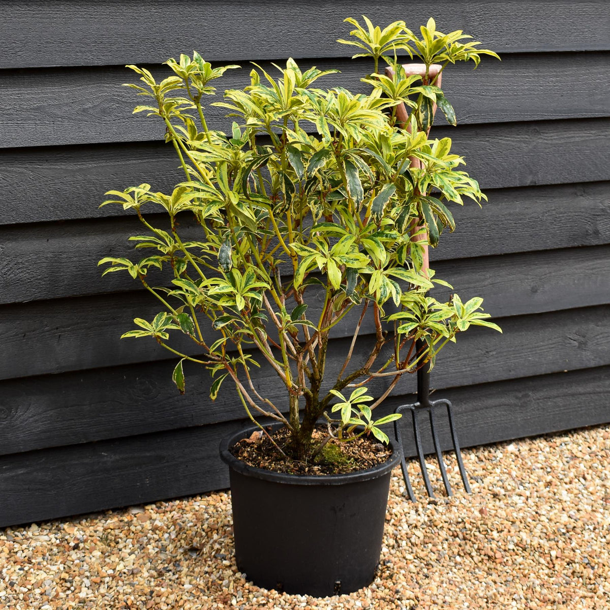 Rhododendron 'Golden Green Gift' - Shrub - Height 60-70cm - 20lt