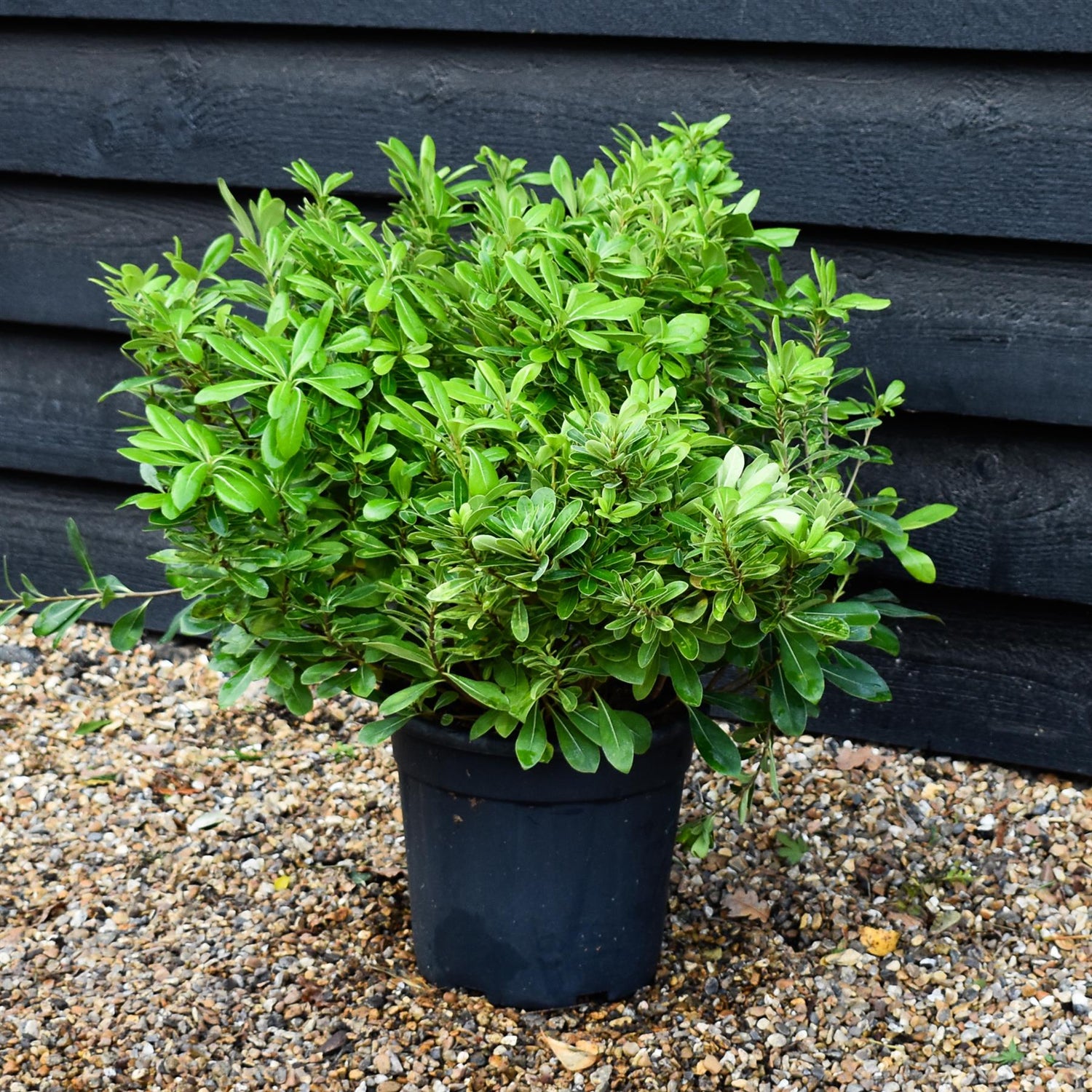 Pittosporum tobira 'Nanum' | Dwarf Japanese Pittosporum - Shrub - Height 40-50cm - 9lt