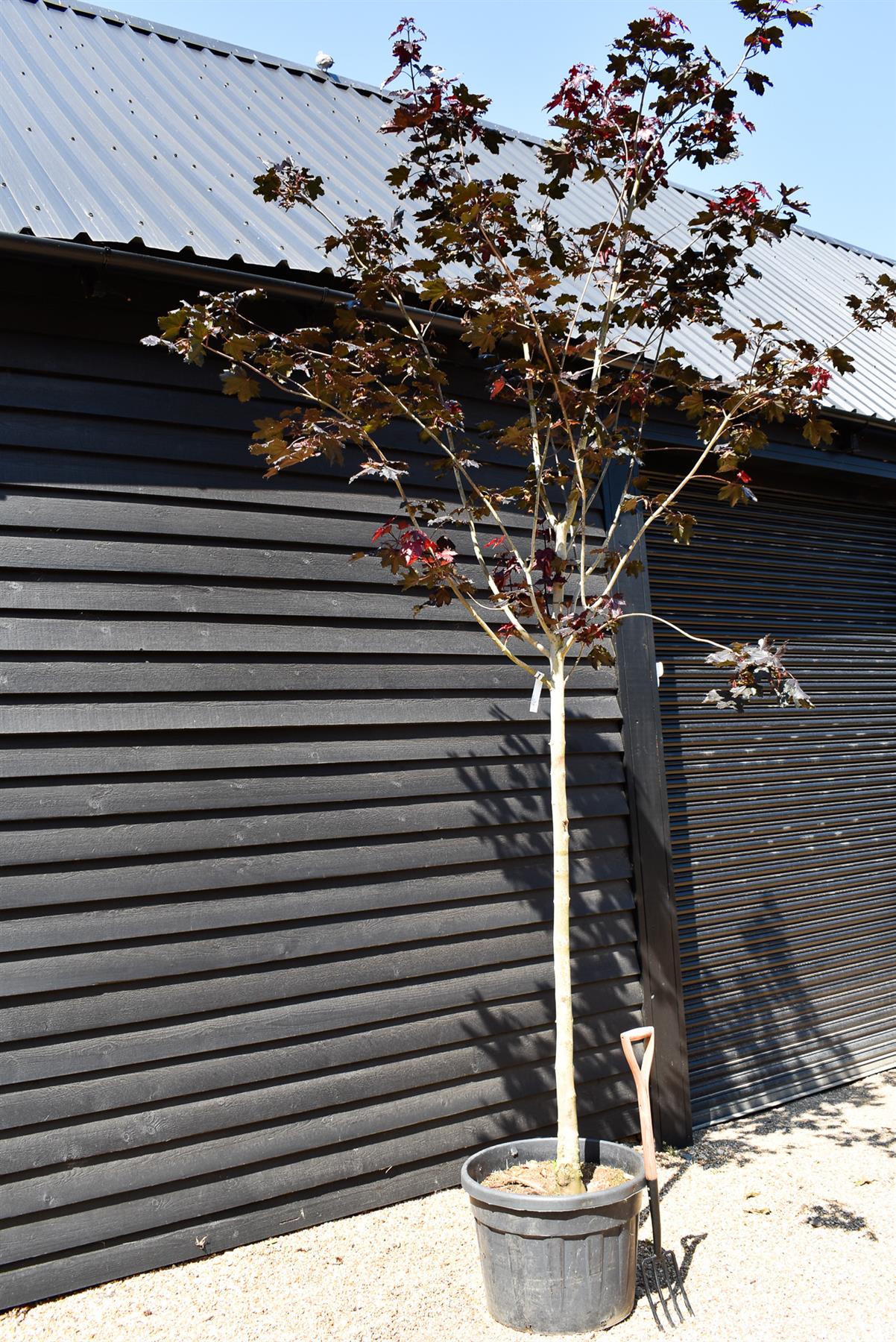 Purple-red Norway Maple | Acer platanoides 'Royal Red' - Height 380-420cm - Clear Stem - Girth 18-20cm - 110lt