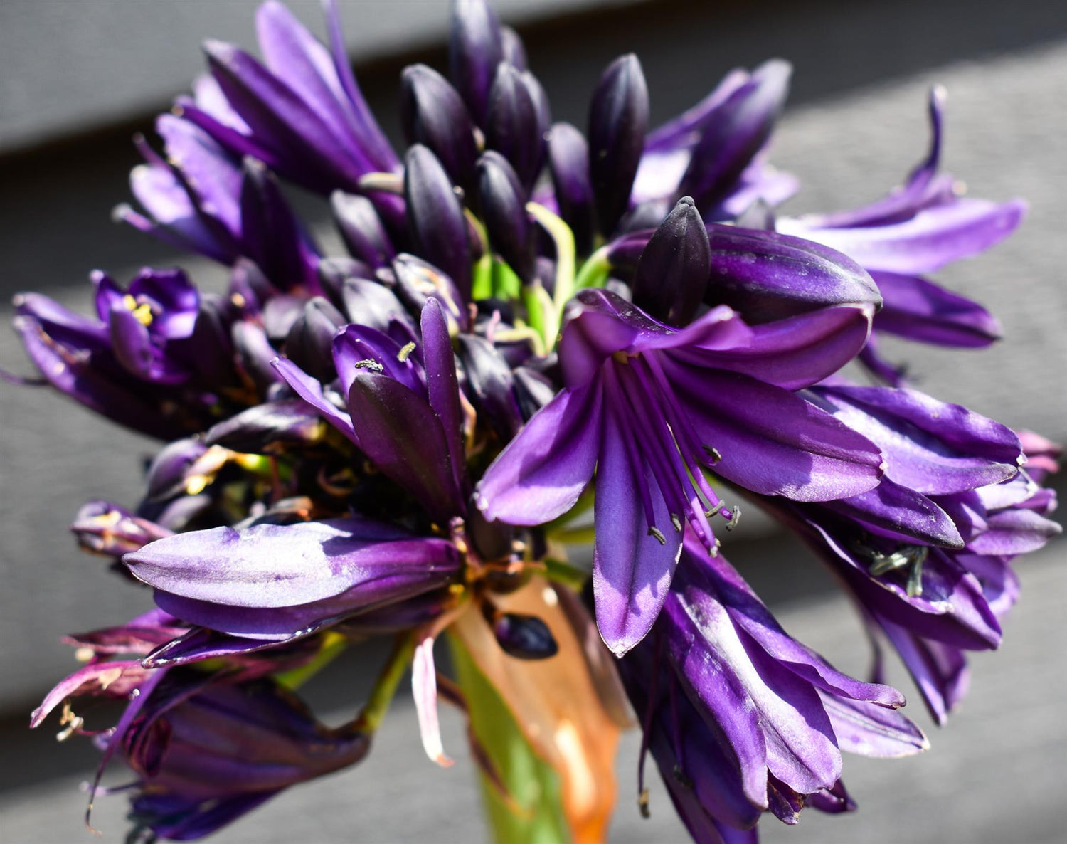 Agapanthus "Black Jack" | African Lily - Height 60-80cm - 5lt