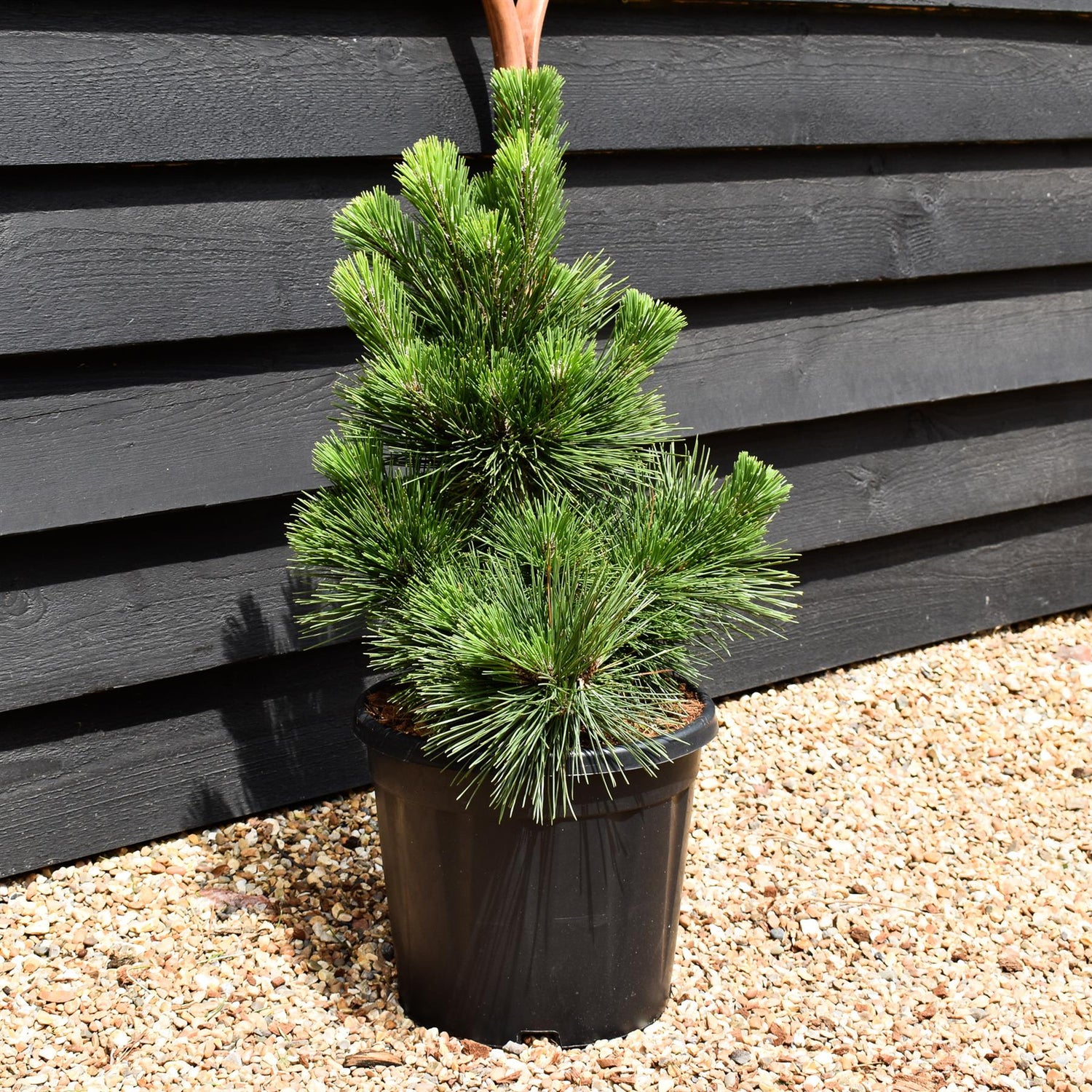 Pinus thunbergii 'Thunderhead' - Height 60-70cm - Width 30-40cm - 15lt