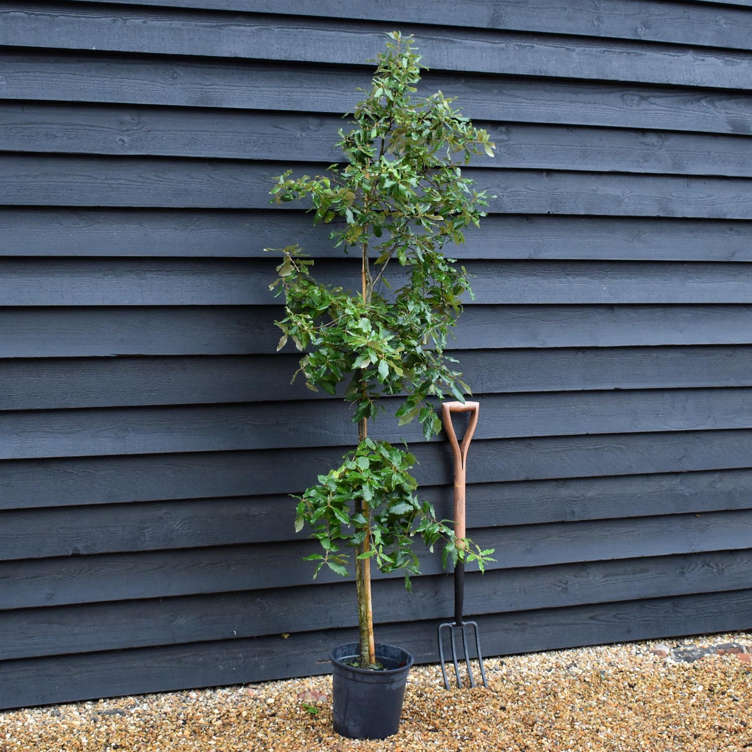 Holm Oak | Evergreen Oak | Quercus ilex |  - Height 120-140cm - 12lt