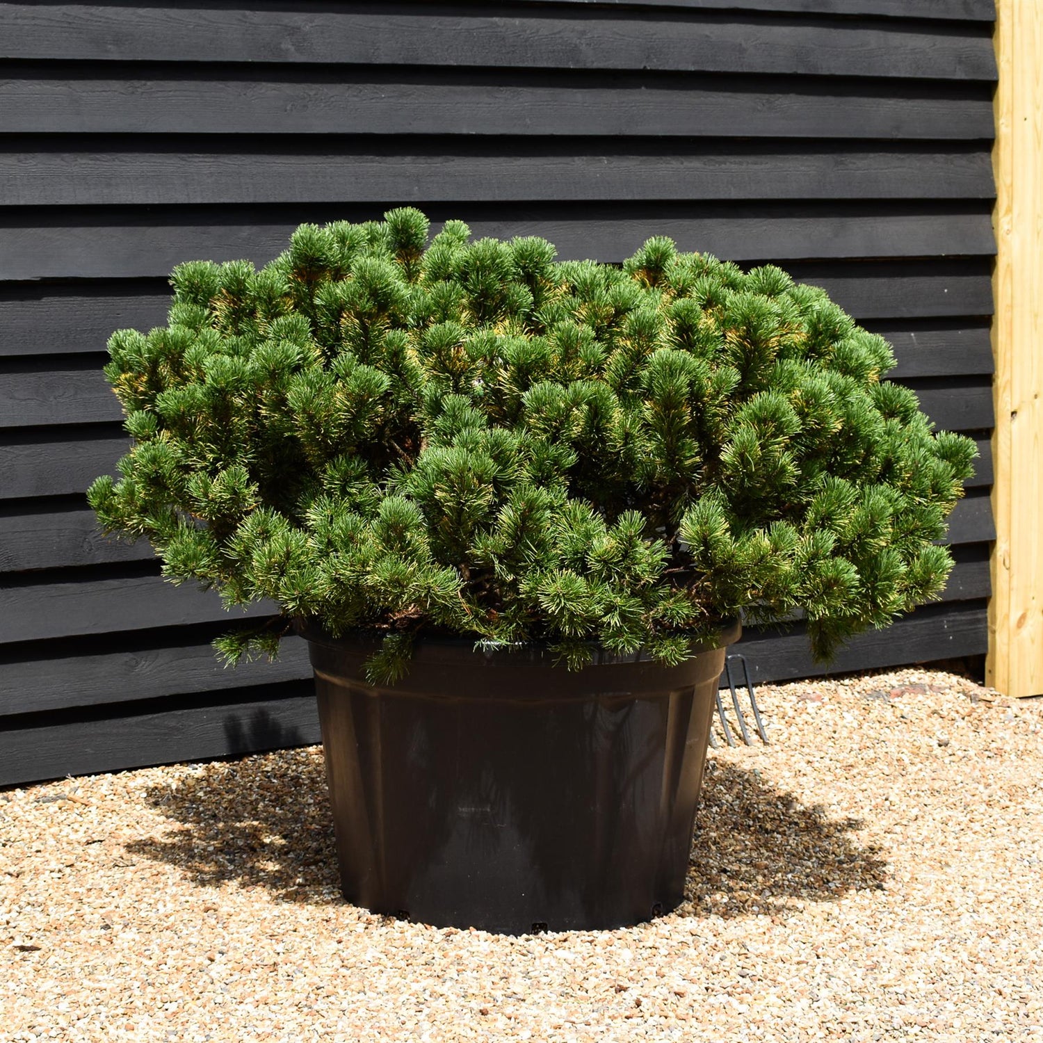 Pinus mugo 'Wintergold' - Height 80cm - Width 140-150cm - 230lt