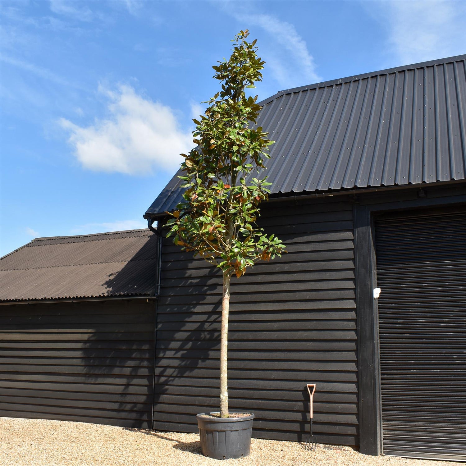 Magnolia Grandiflora | Evergreen Magnolia - Standard - Girth 30-32cm - Height 450-500cm - 250lt