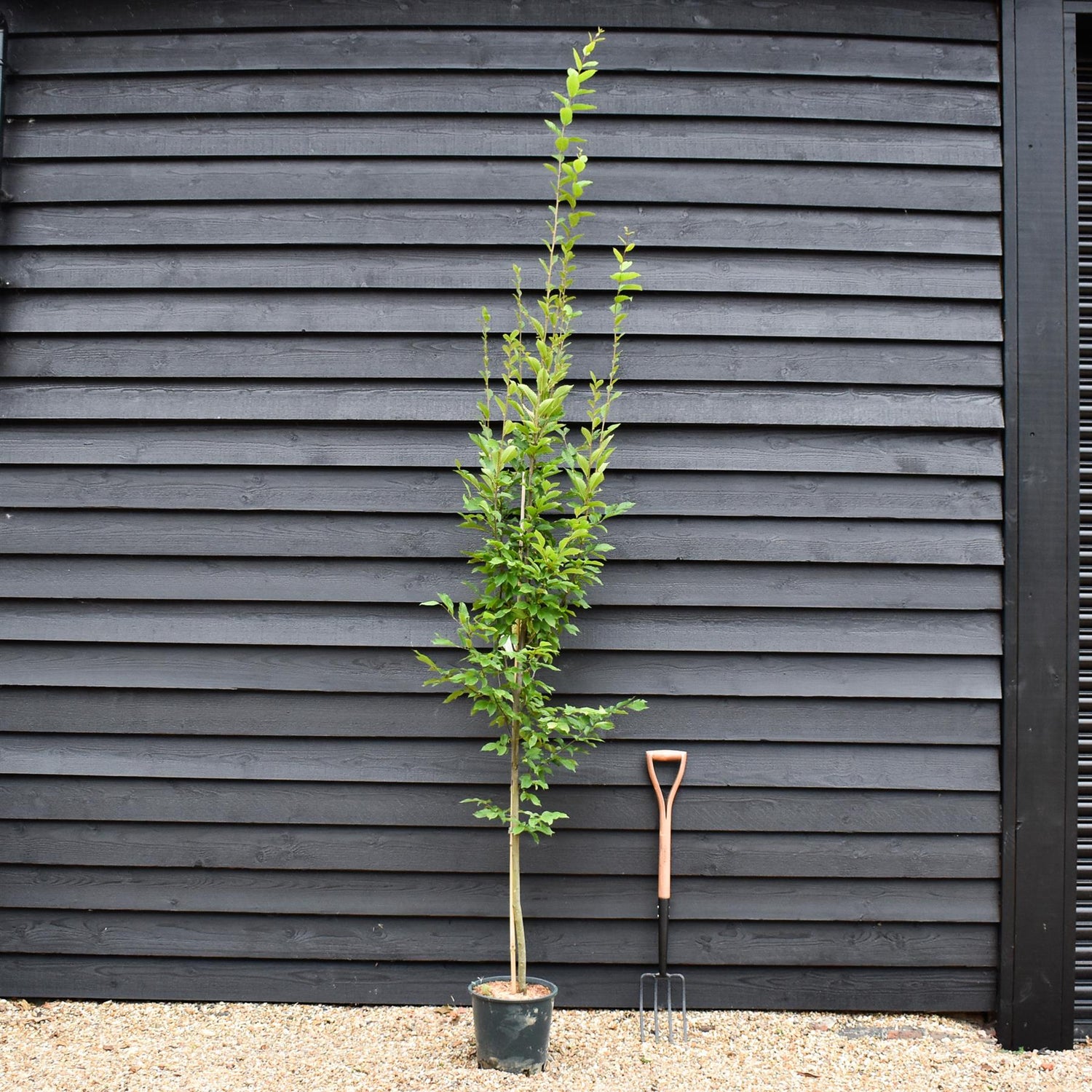 Carpinus betulus 'Fastigiata' | Hornebean Fastigata - Height 140-180cm - 10lt