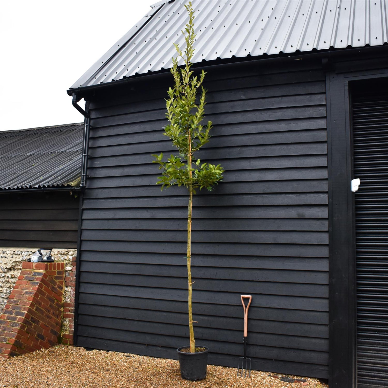 Ilex Castaneifolia - Chestnut-leaved Holly - Clear Stem 200cm - Girth 8-10cm - Height 420-430cm - 30lt