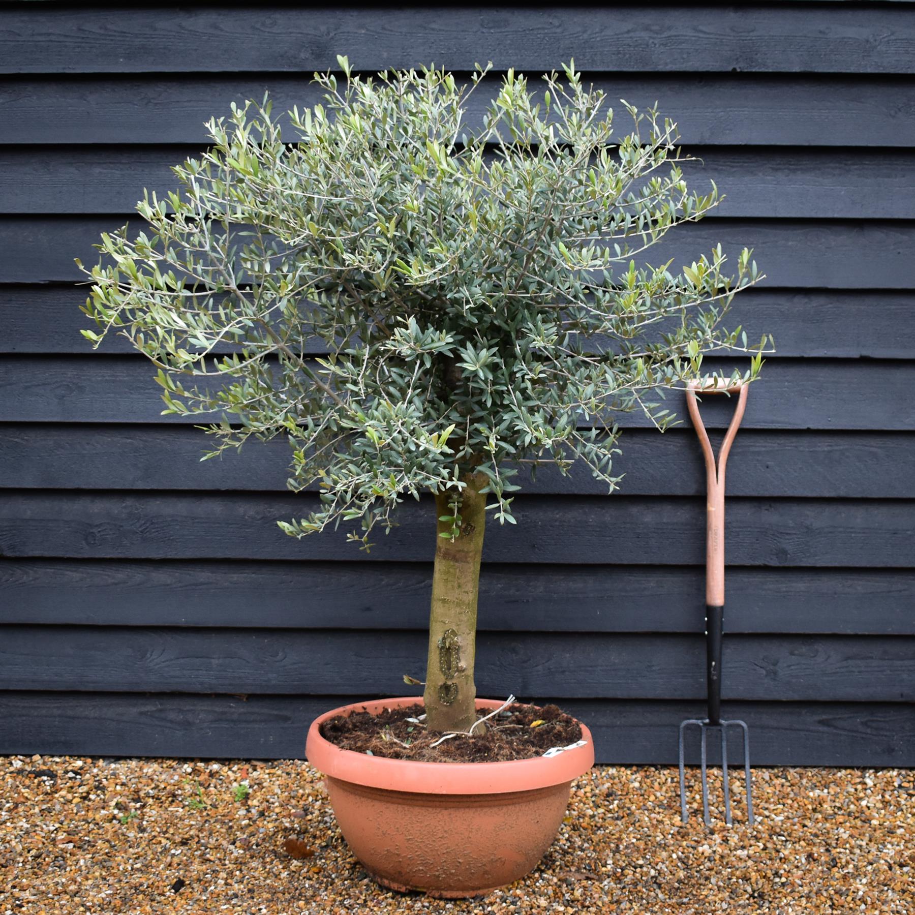 Orendel Tree Olive Tree |Olea Europea - Clear Stem 55cm - Height 120-140cm - Bowl ...