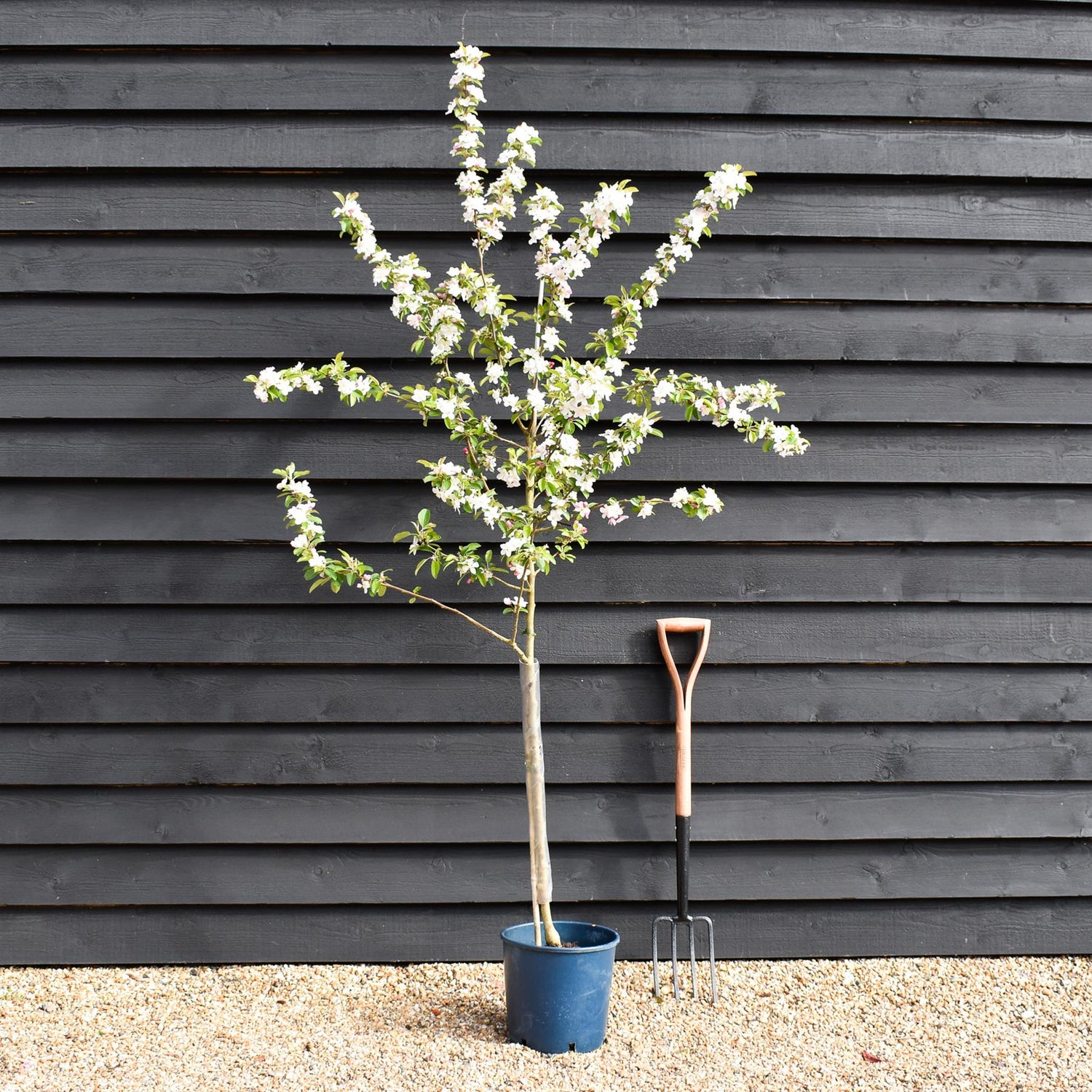 Crab apple | Malus Yellow Siberian - 160-180cm - 12lt