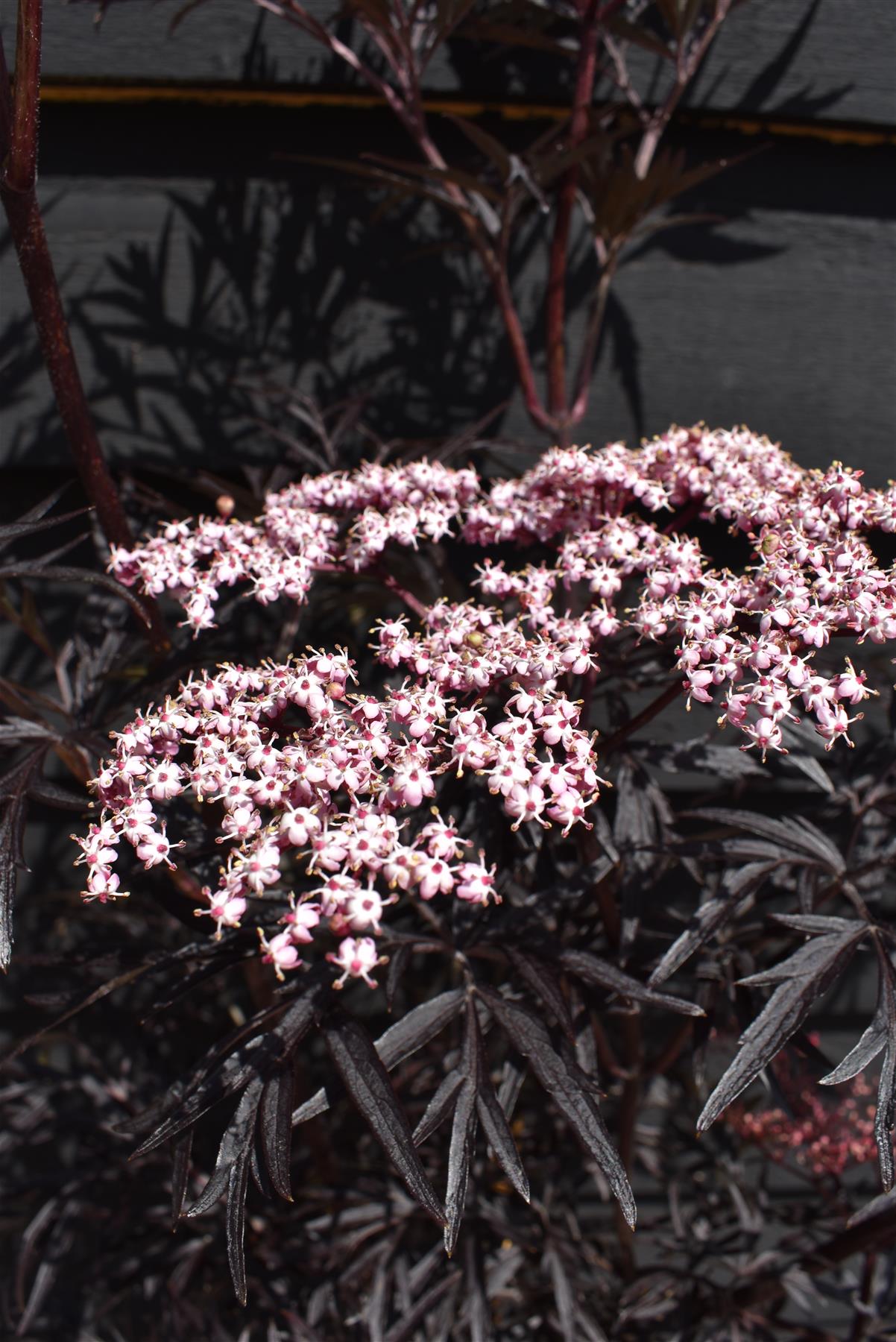 Sambucus nigra Black Lace | Elder 'Eva' - Height 160-180cm - 12lt