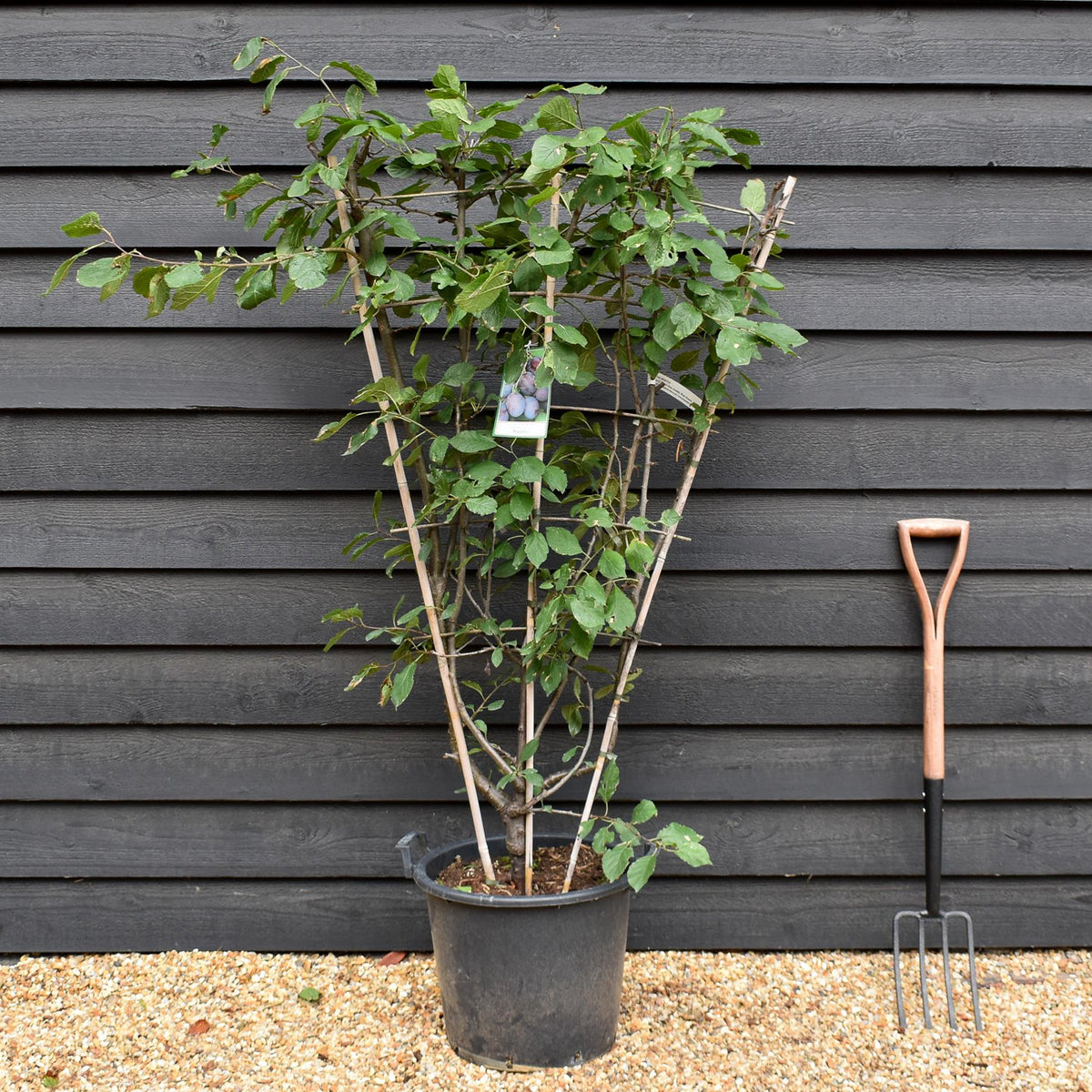 Prunus domestica 'Stanley' | Plum 'Stanley' -  Frame - Height 130-140cm - 30lt