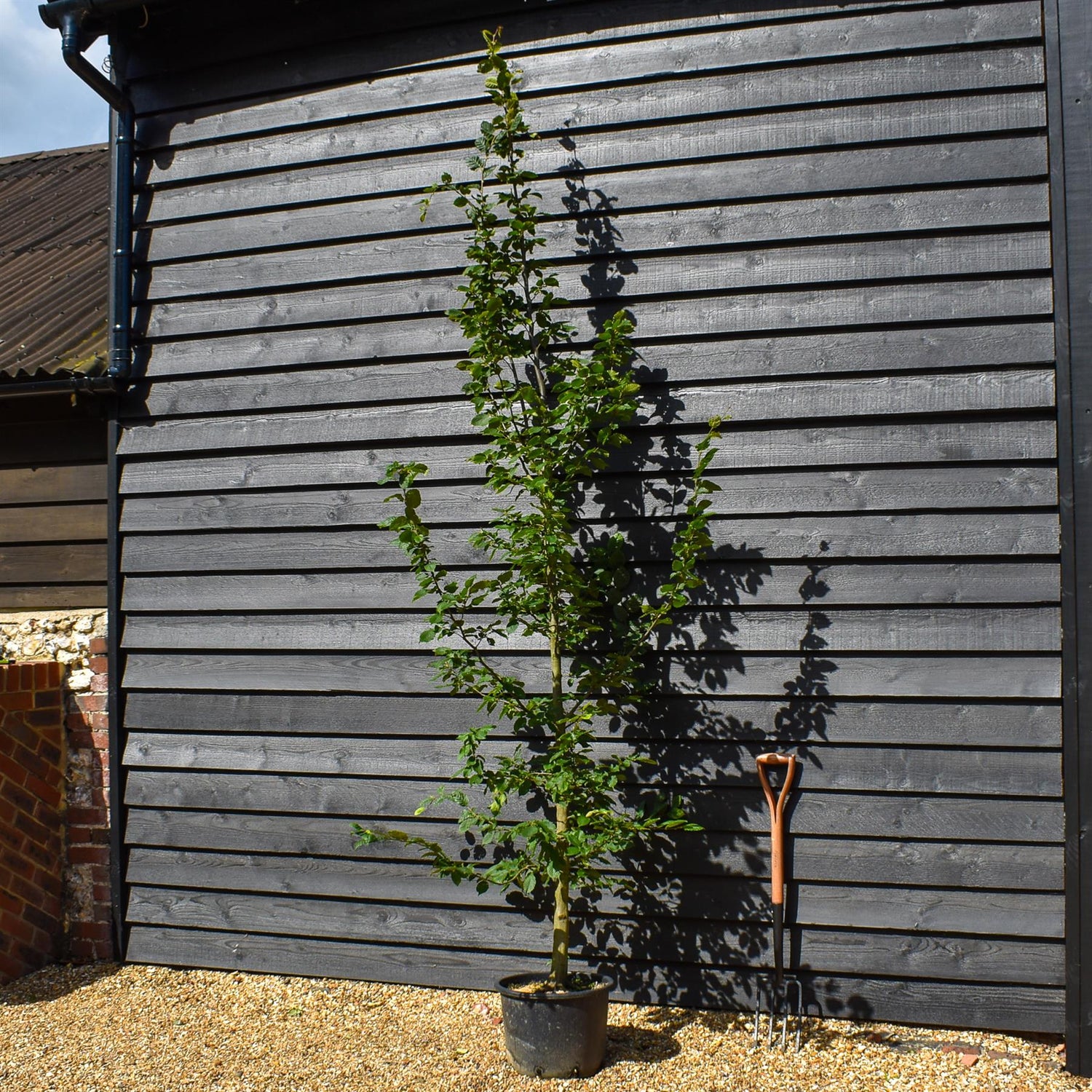 European Hornbeam | Carpinus Betulus - Feathered - Girth 8-10cm - Height 220-280cm - 30lt